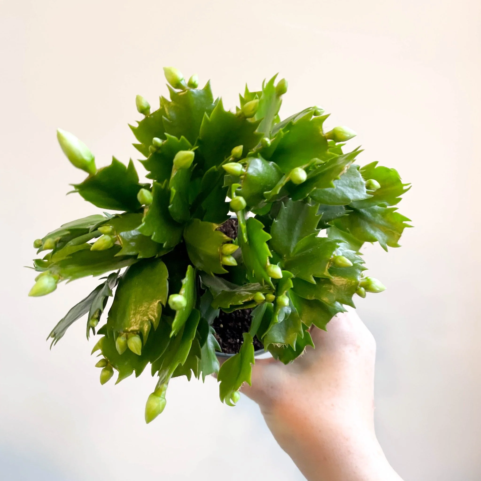 Schlumbergera 'White Brazil' - Image 10