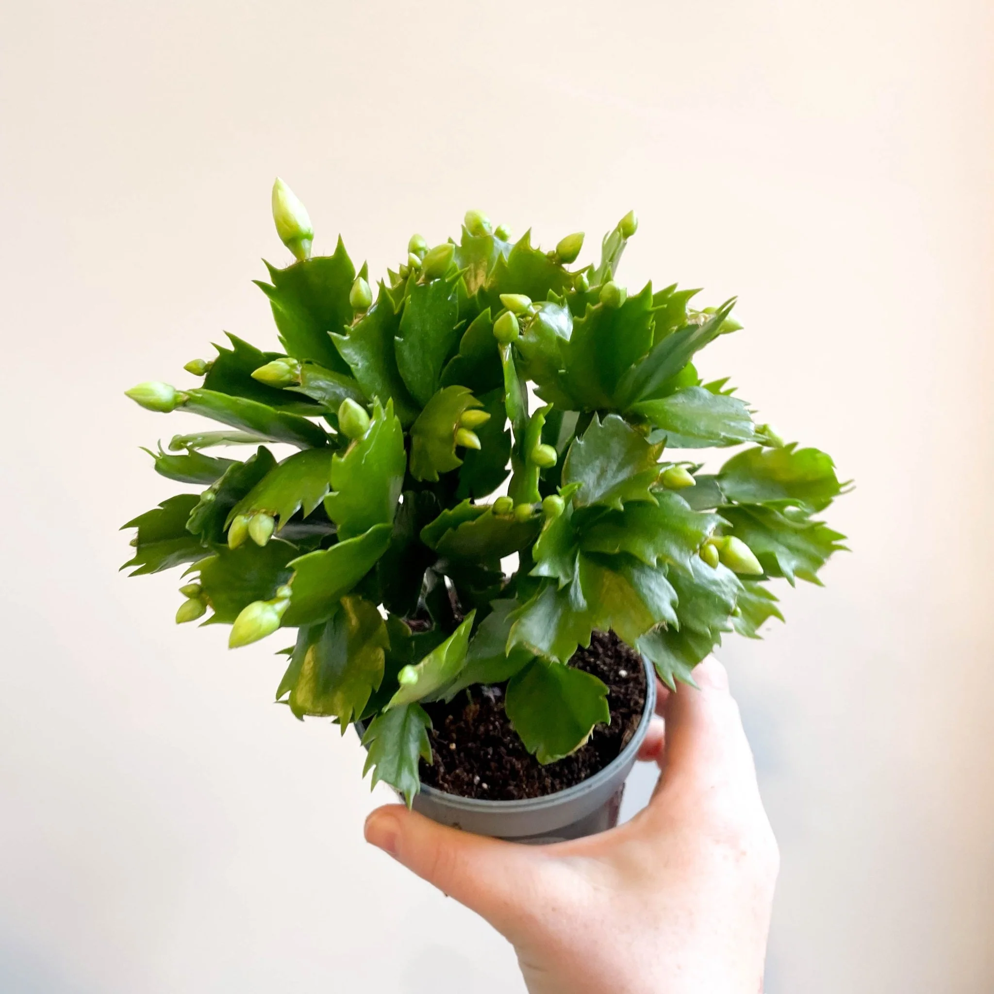 Schlumbergera 'White Brazil' - Image 11