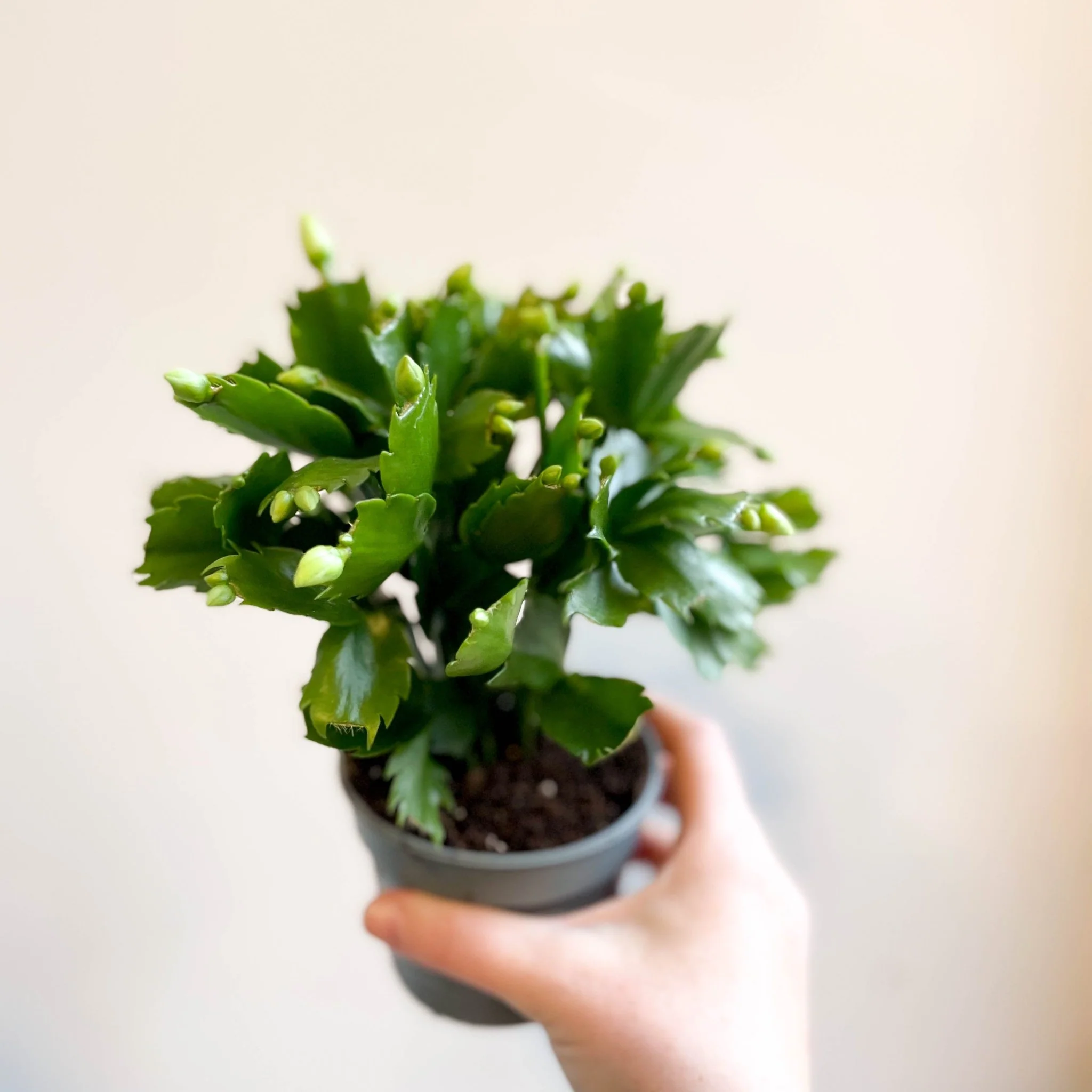 Schlumbergera 'White Brazil' - Image 12
