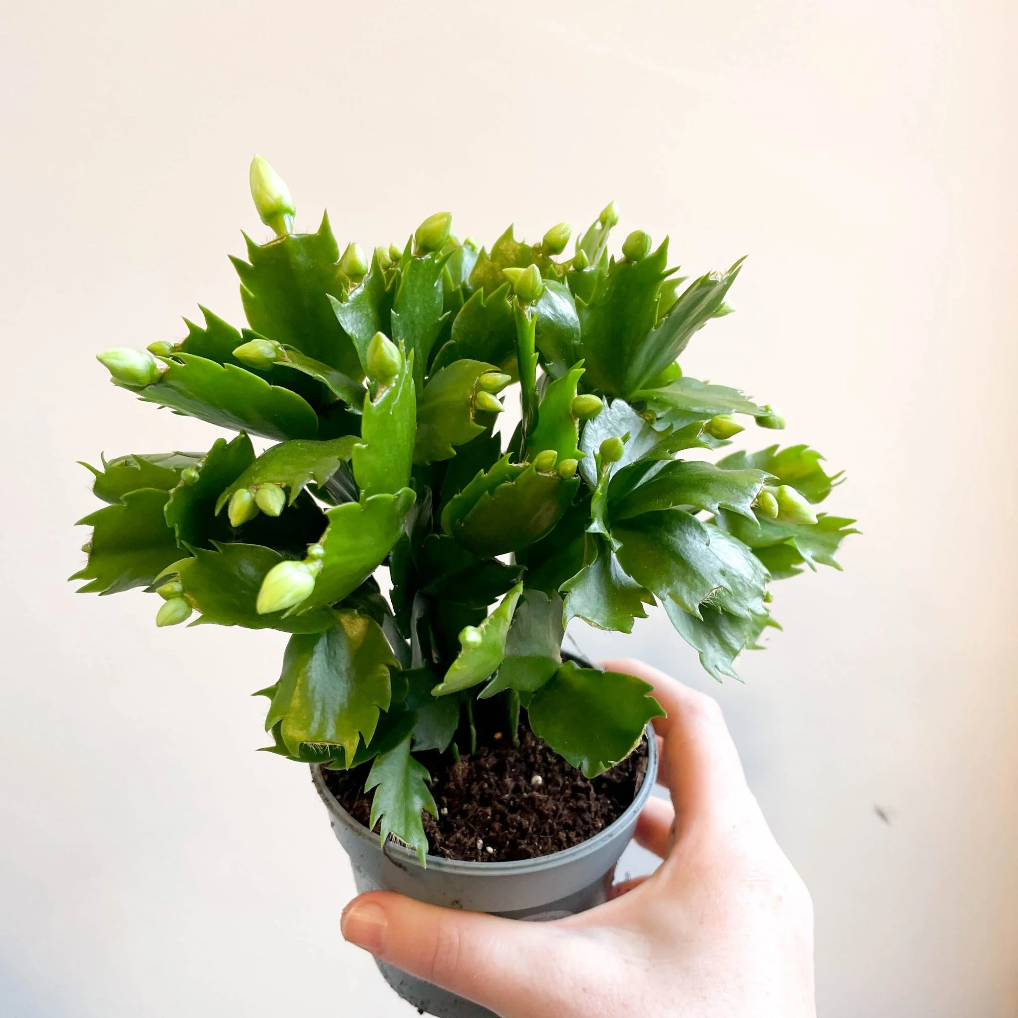 Schlumbergera 'White Brazil' - Image 13