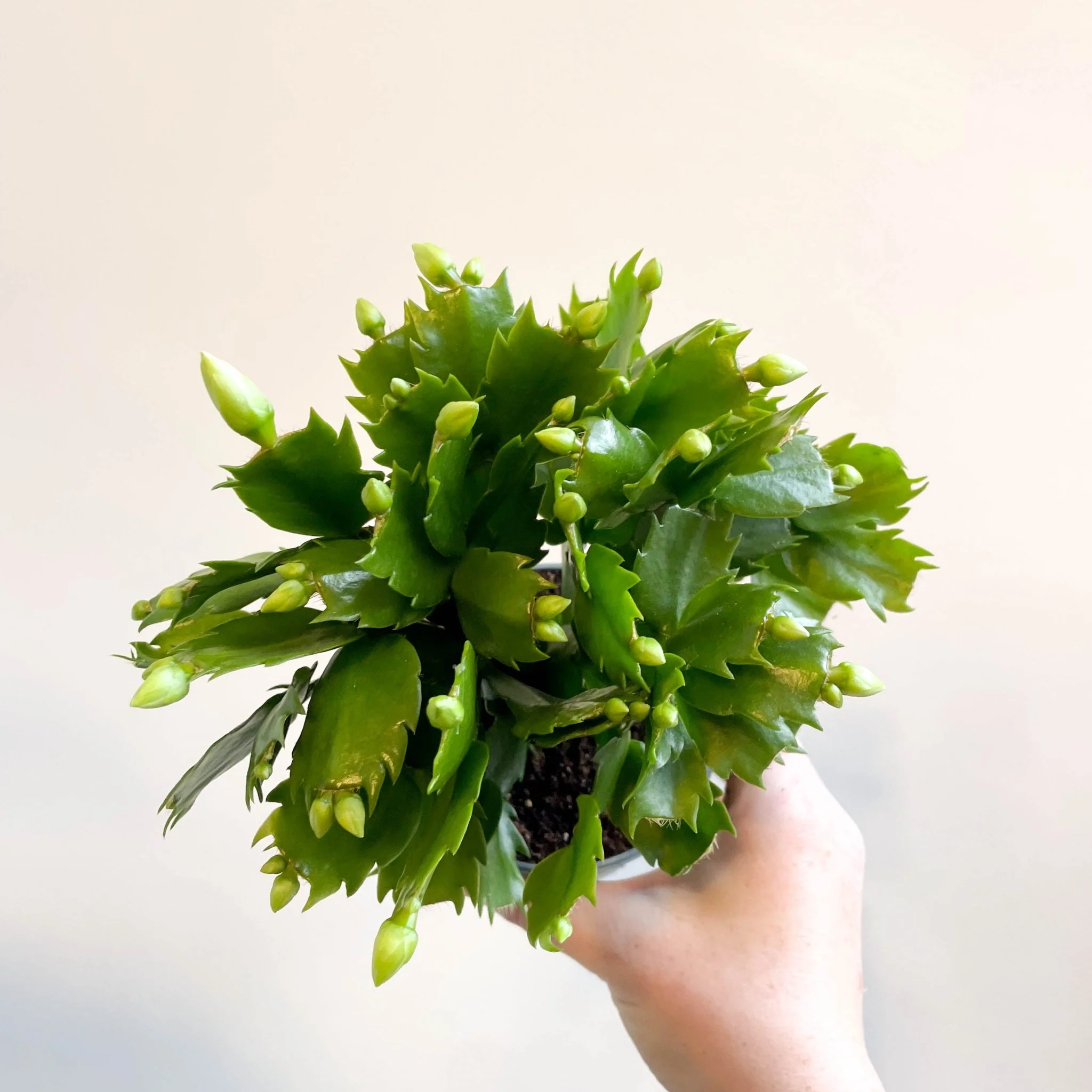 Schlumbergera 'White Brazil' - Image 14