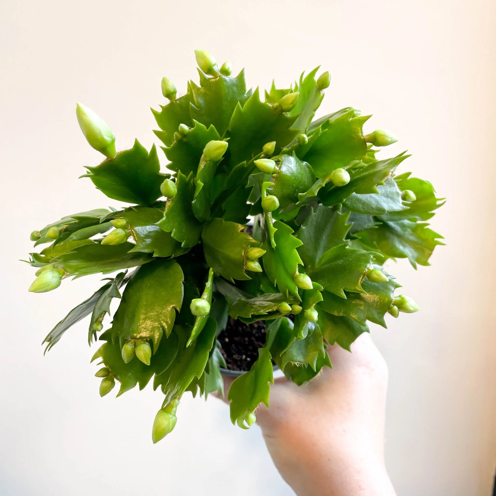 Schlumbergera 'White Brazil' - Image 15