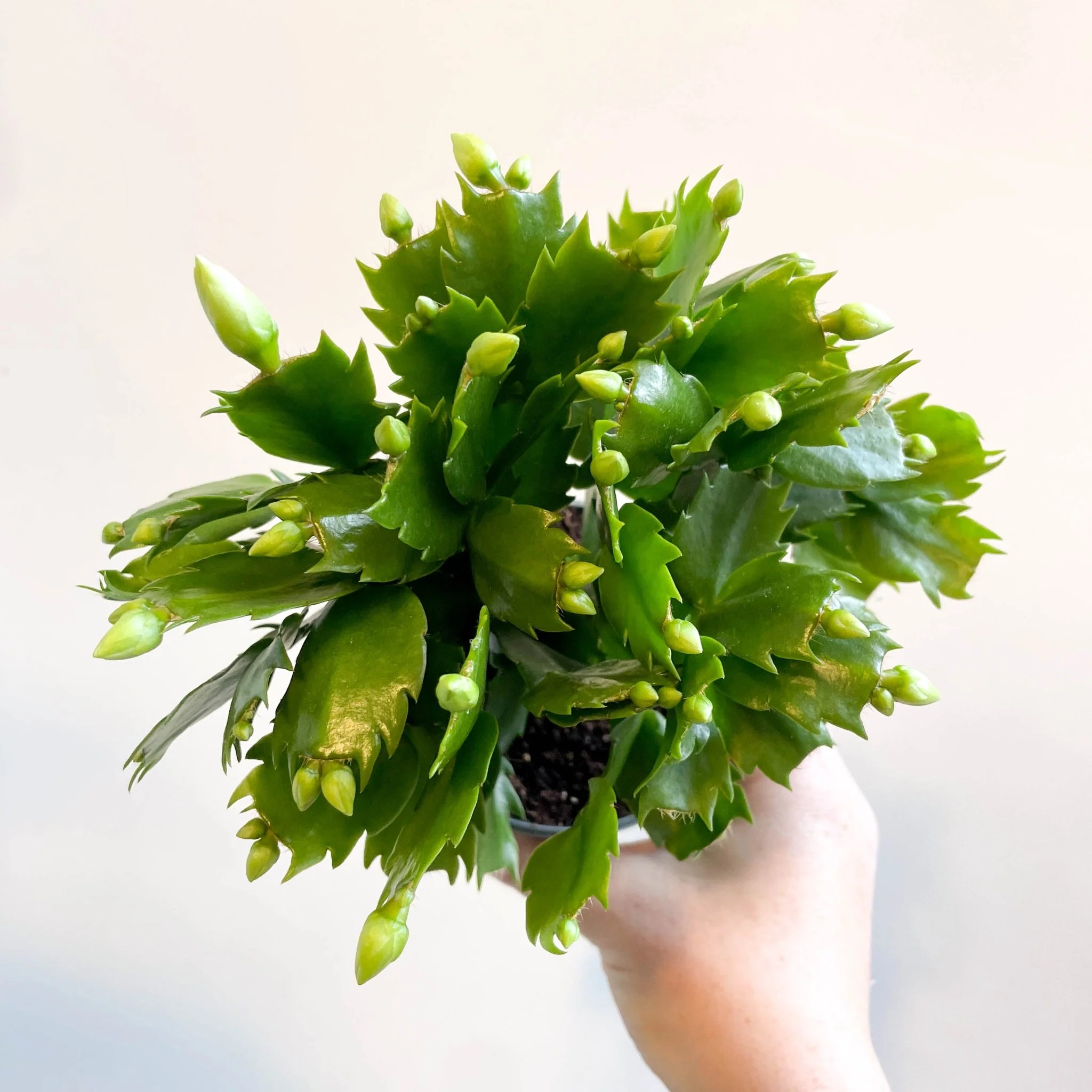 Schlumbergera 'White Brazil' - Image 16
