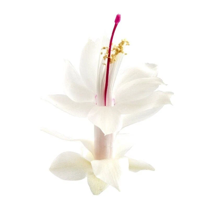Schlumbergera 'White Brazil' - Image 2