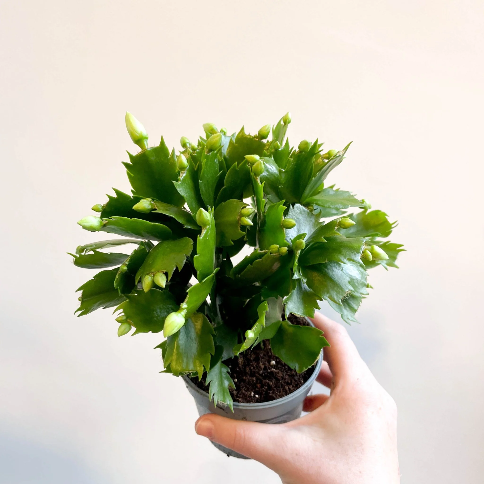 Schlumbergera 'White Brazil' - Image 3
