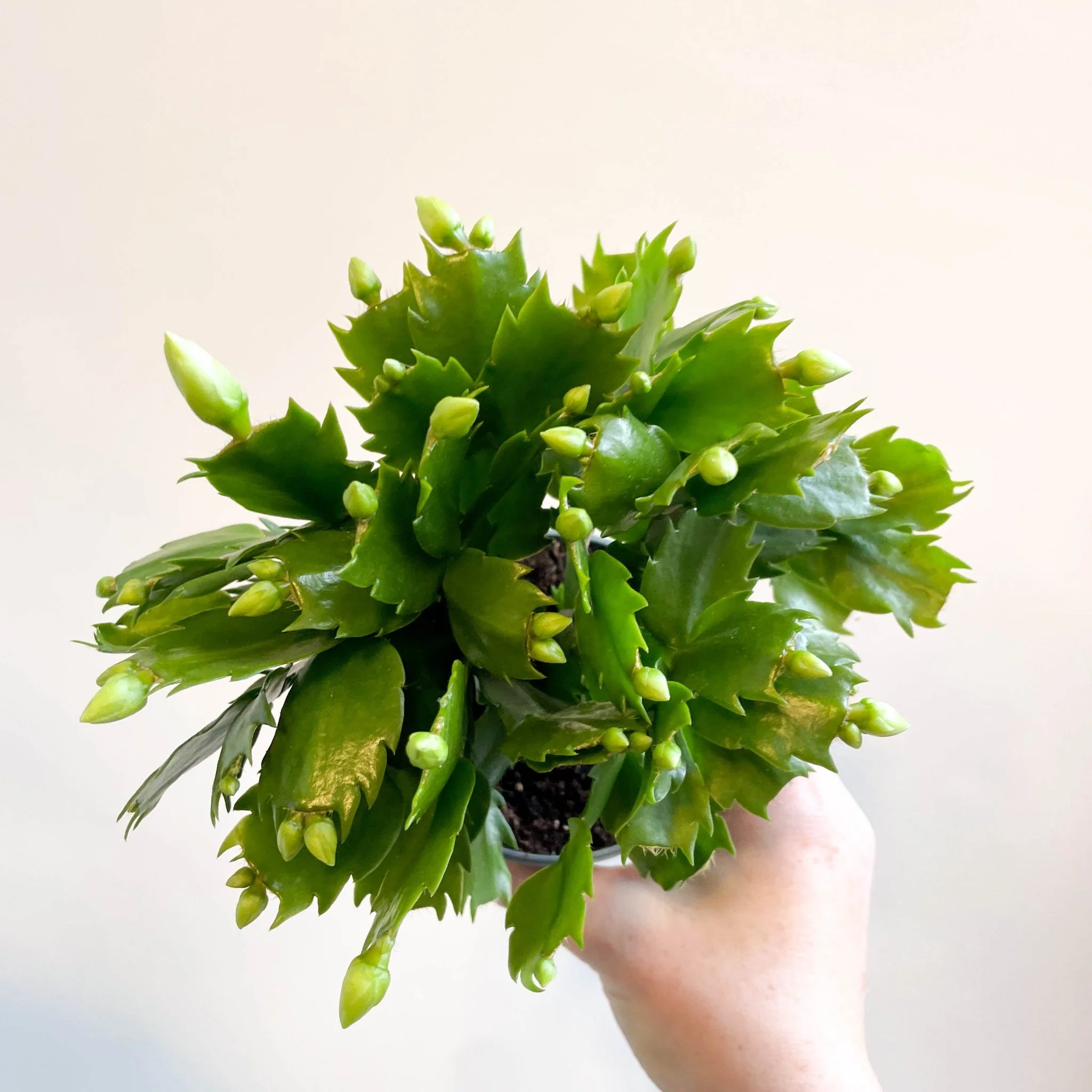 Schlumbergera 'White Brazil' - Image 4