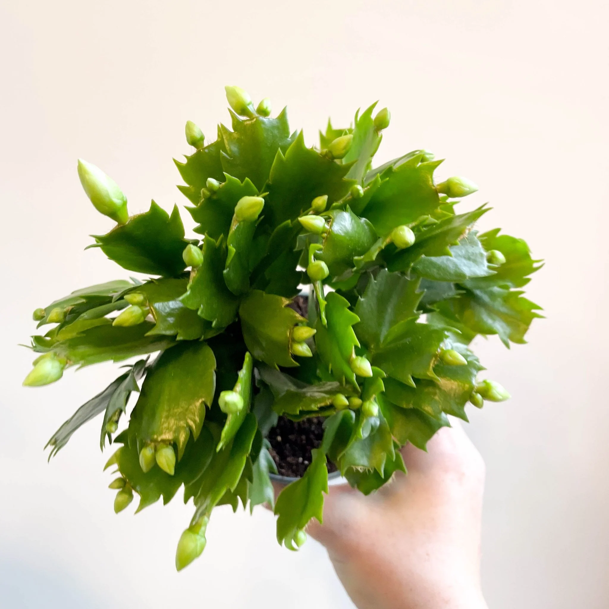 Schlumbergera 'White Brazil' - Image 5