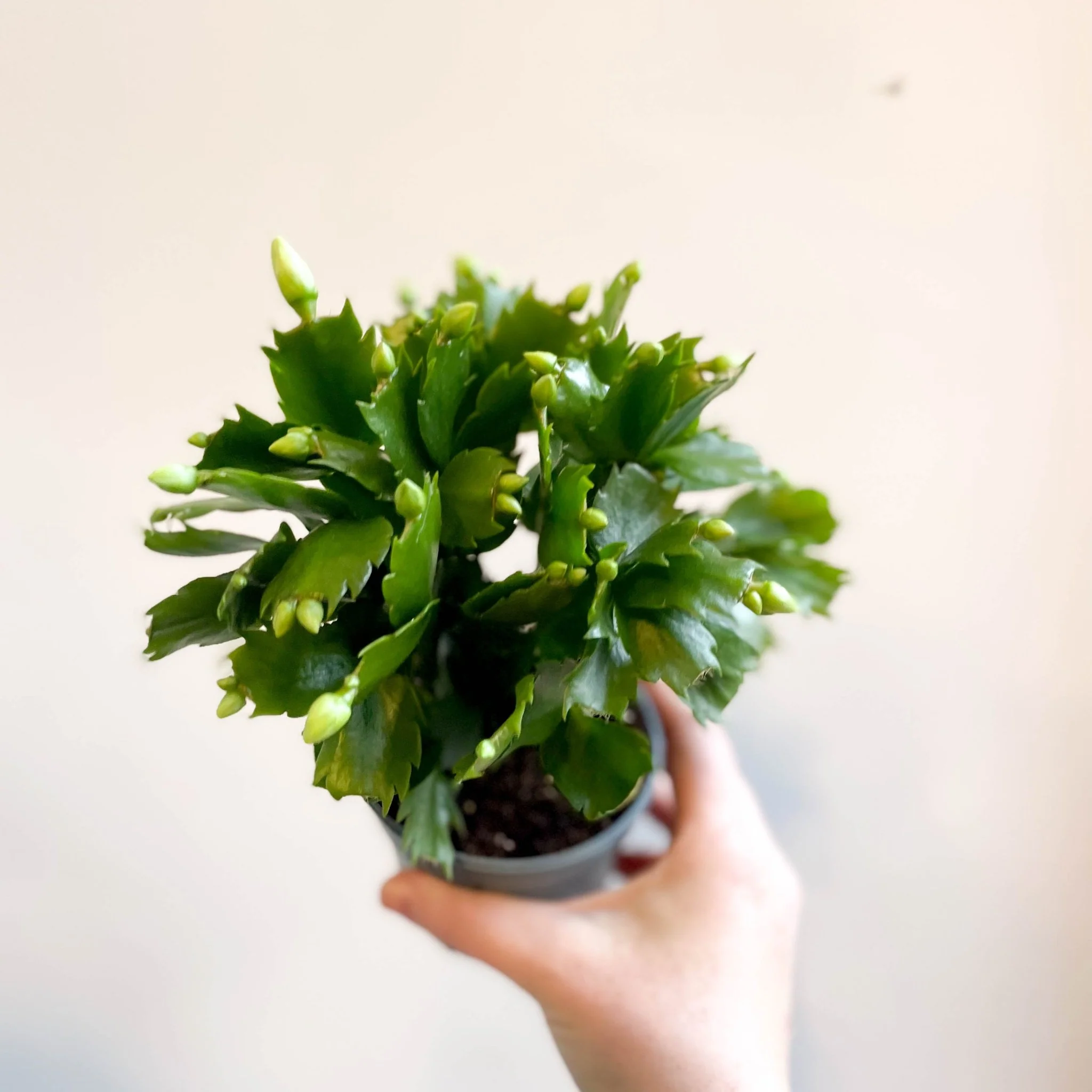 Schlumbergera 'White Brazil' - Image 6