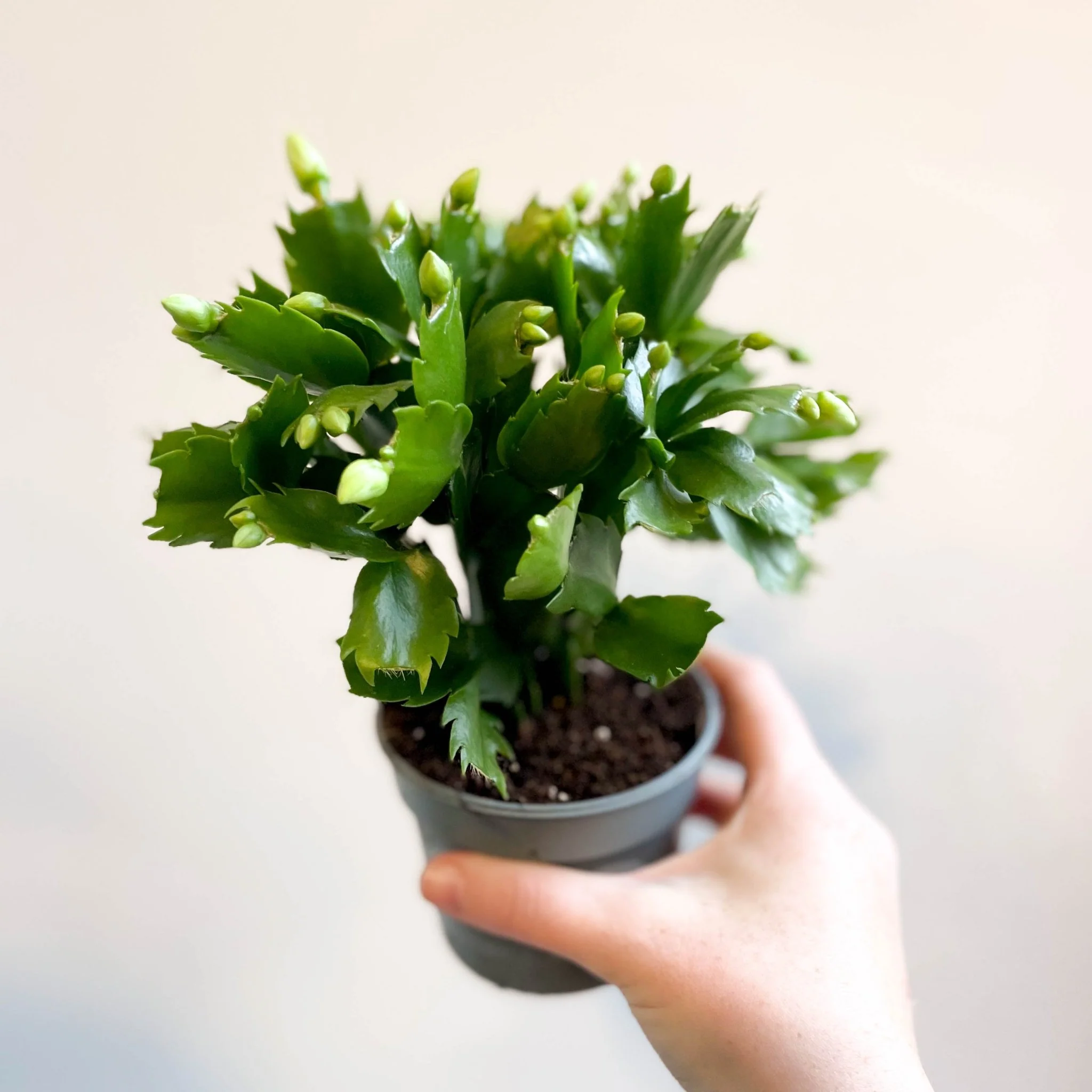 Schlumbergera 'White Brazil' - Image 7