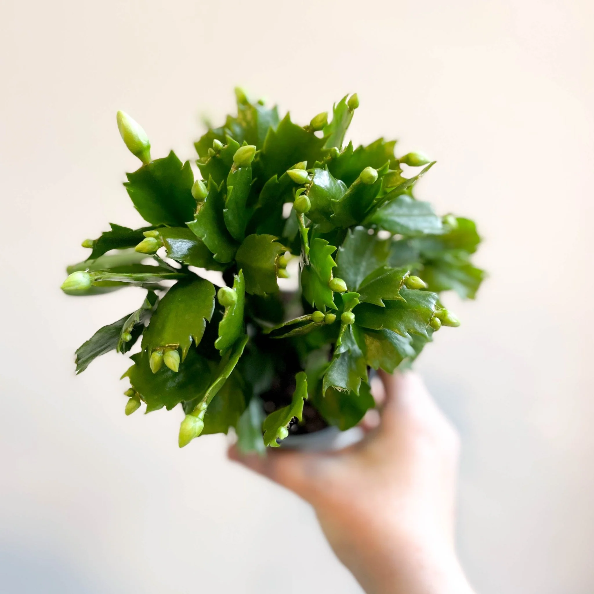 Schlumbergera 'White Brazil' - Image 8