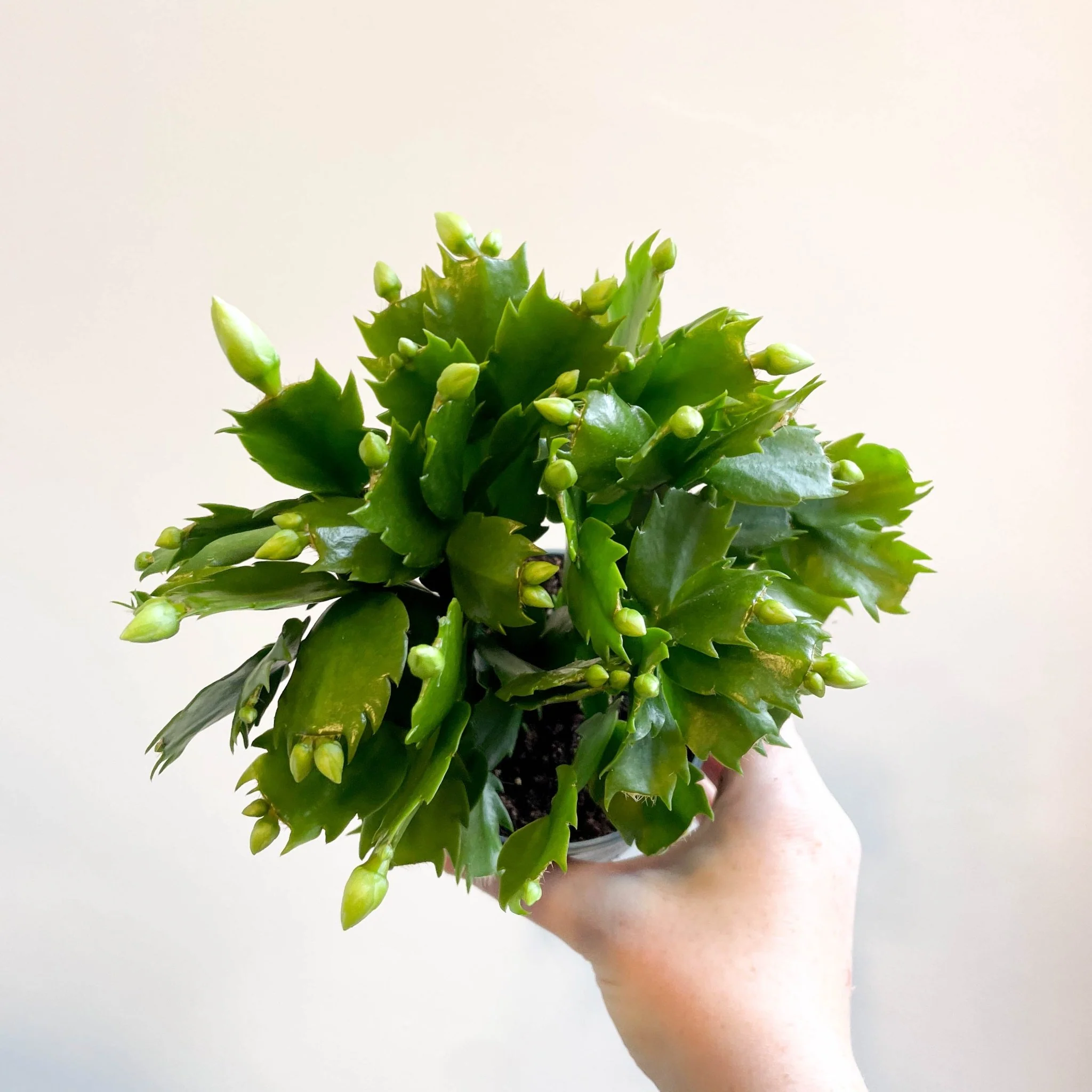 Schlumbergera 'White Brazil' - Image 9