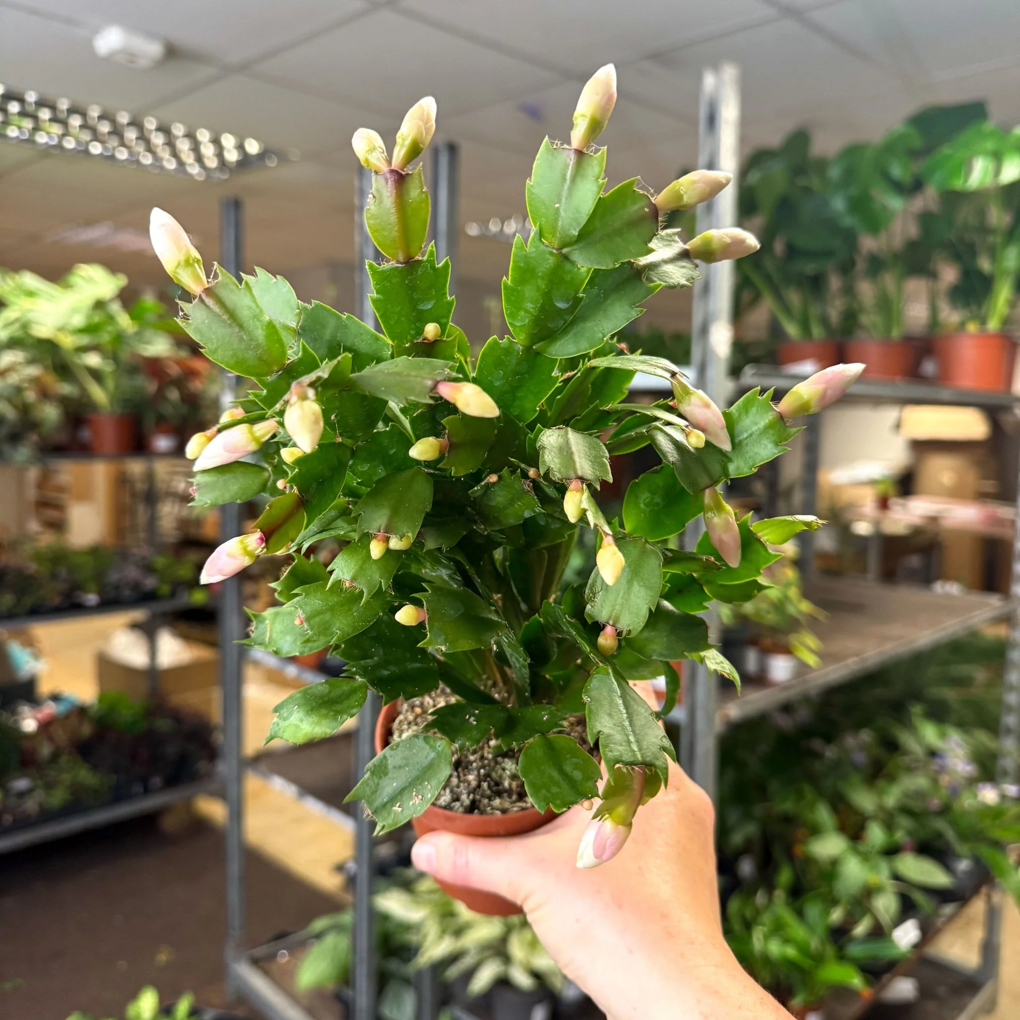 Schlumbergera - White Holiday Cactus