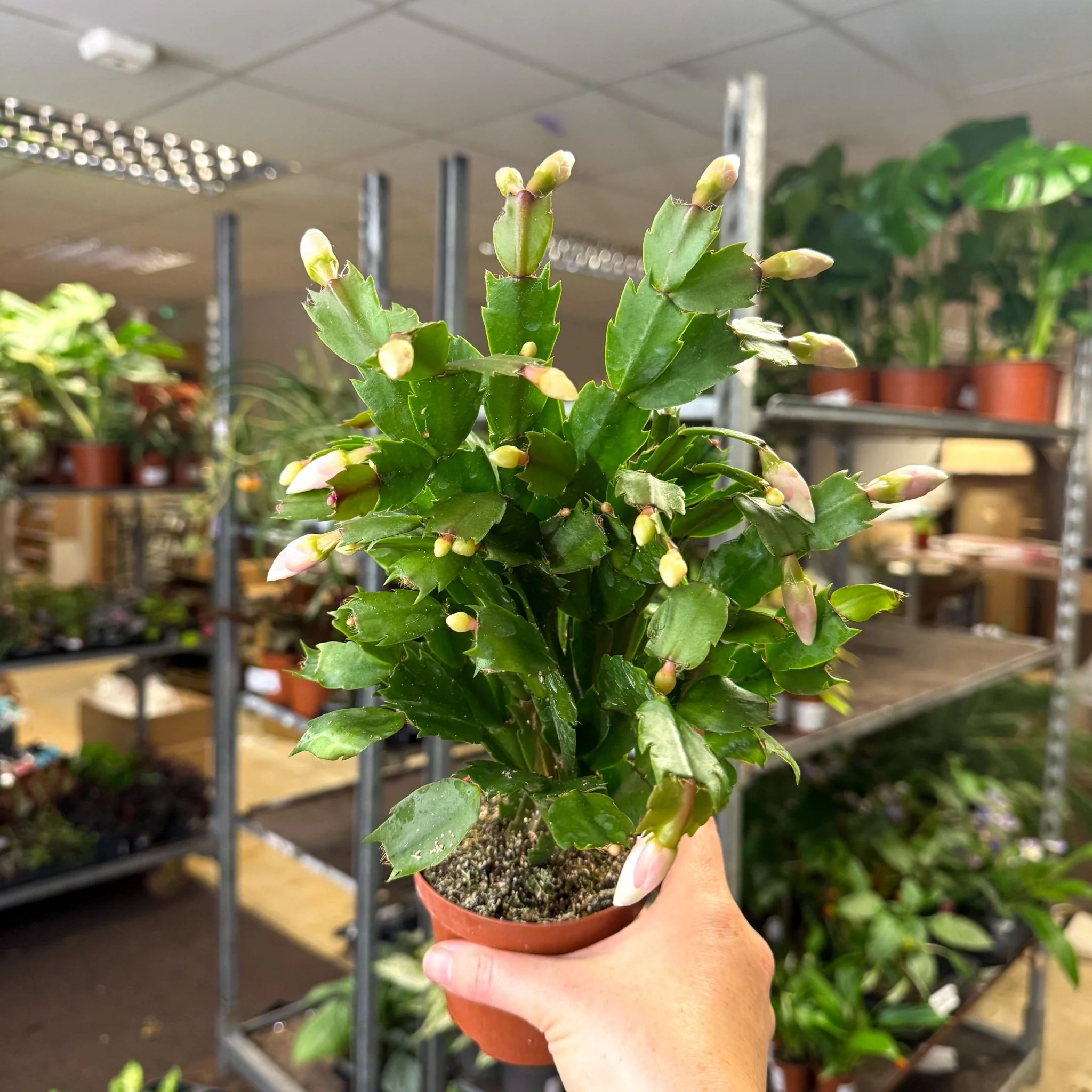 Schlumbergera - White Holiday Cactus - Image 10