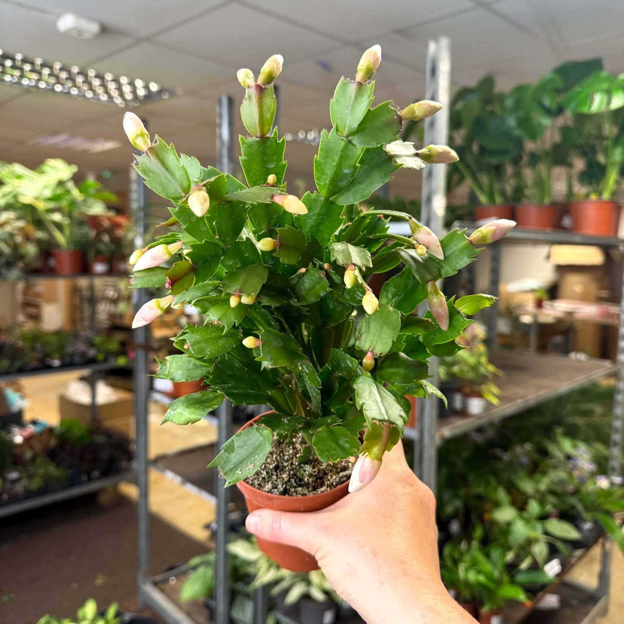 Schlumbergera - White Holiday Cactus - Image 11