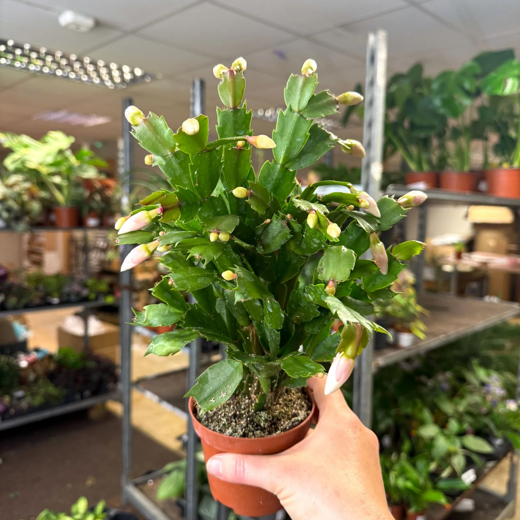 Schlumbergera - White Holiday Cactus - Image 2