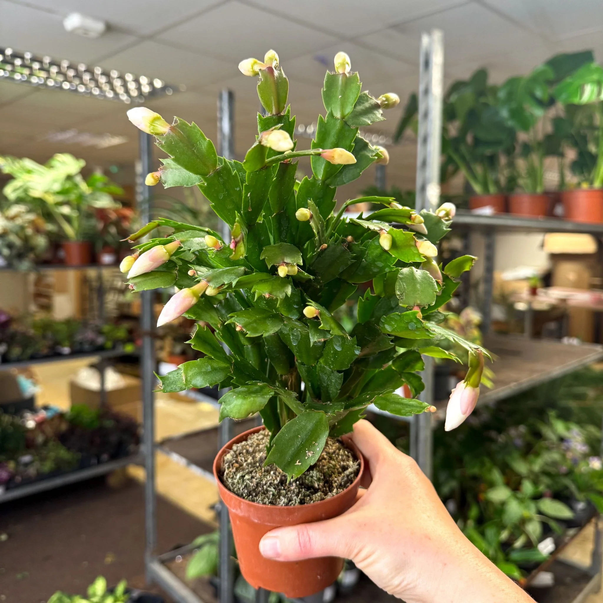 Schlumbergera - White Holiday Cactus - Image 3