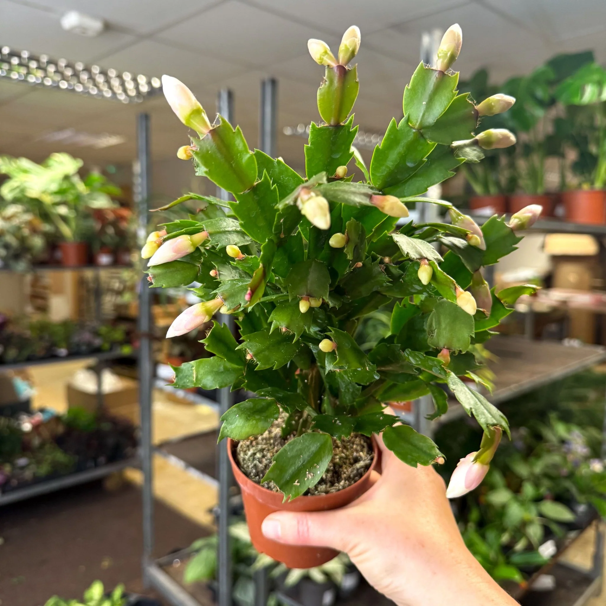 Schlumbergera - White Holiday Cactus - Image 4
