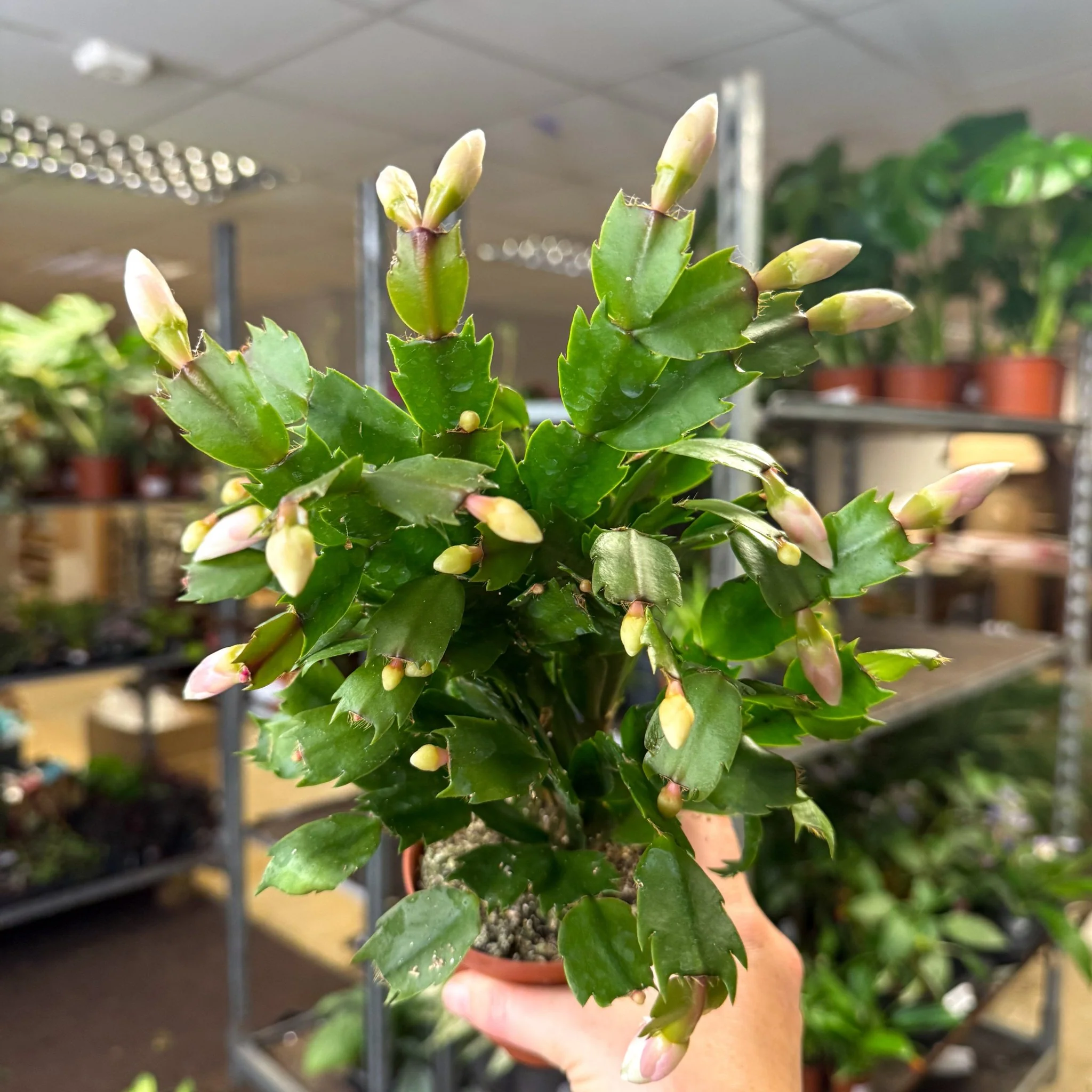 Schlumbergera - White Holiday Cactus - Image 5