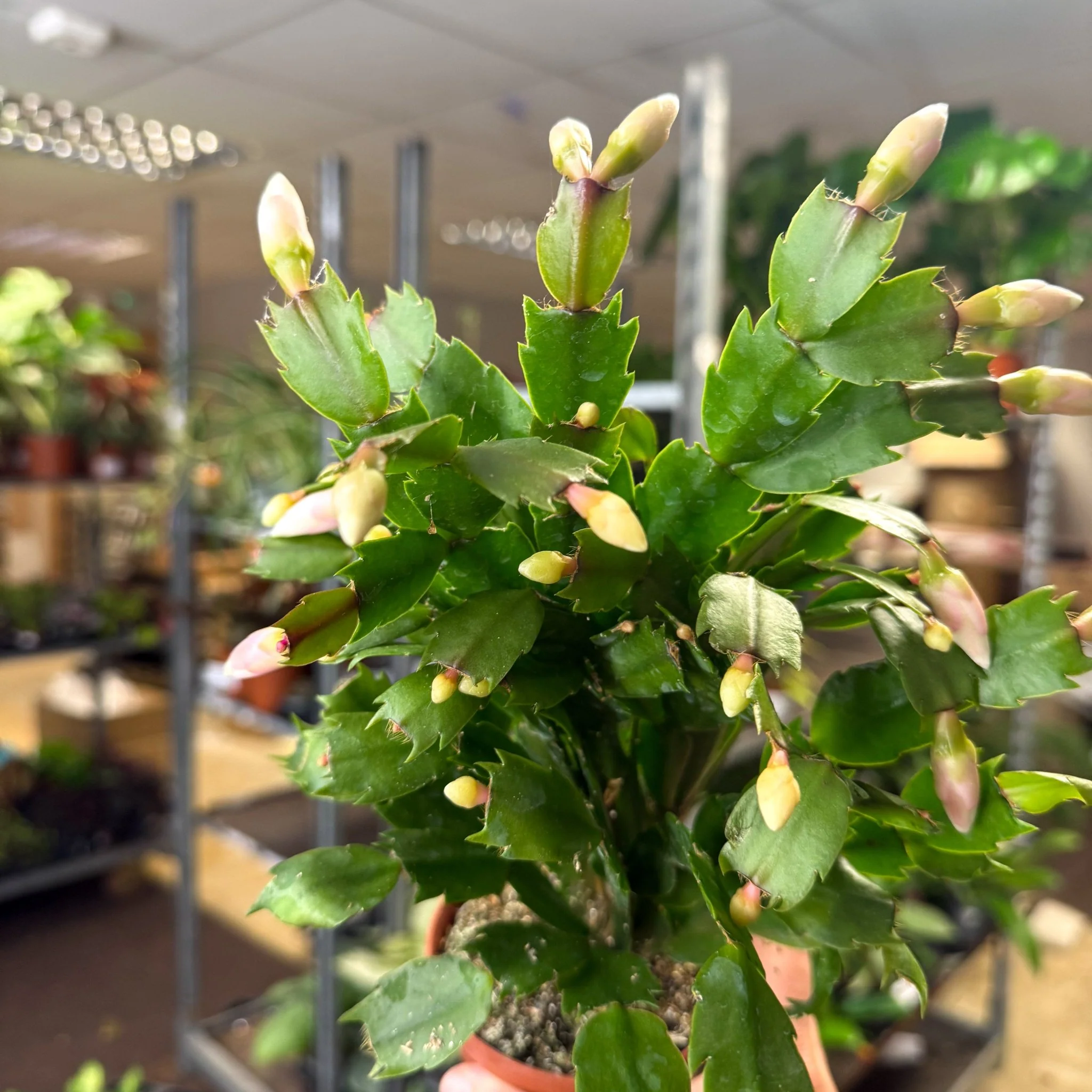 Schlumbergera - White Holiday Cactus - Image 6