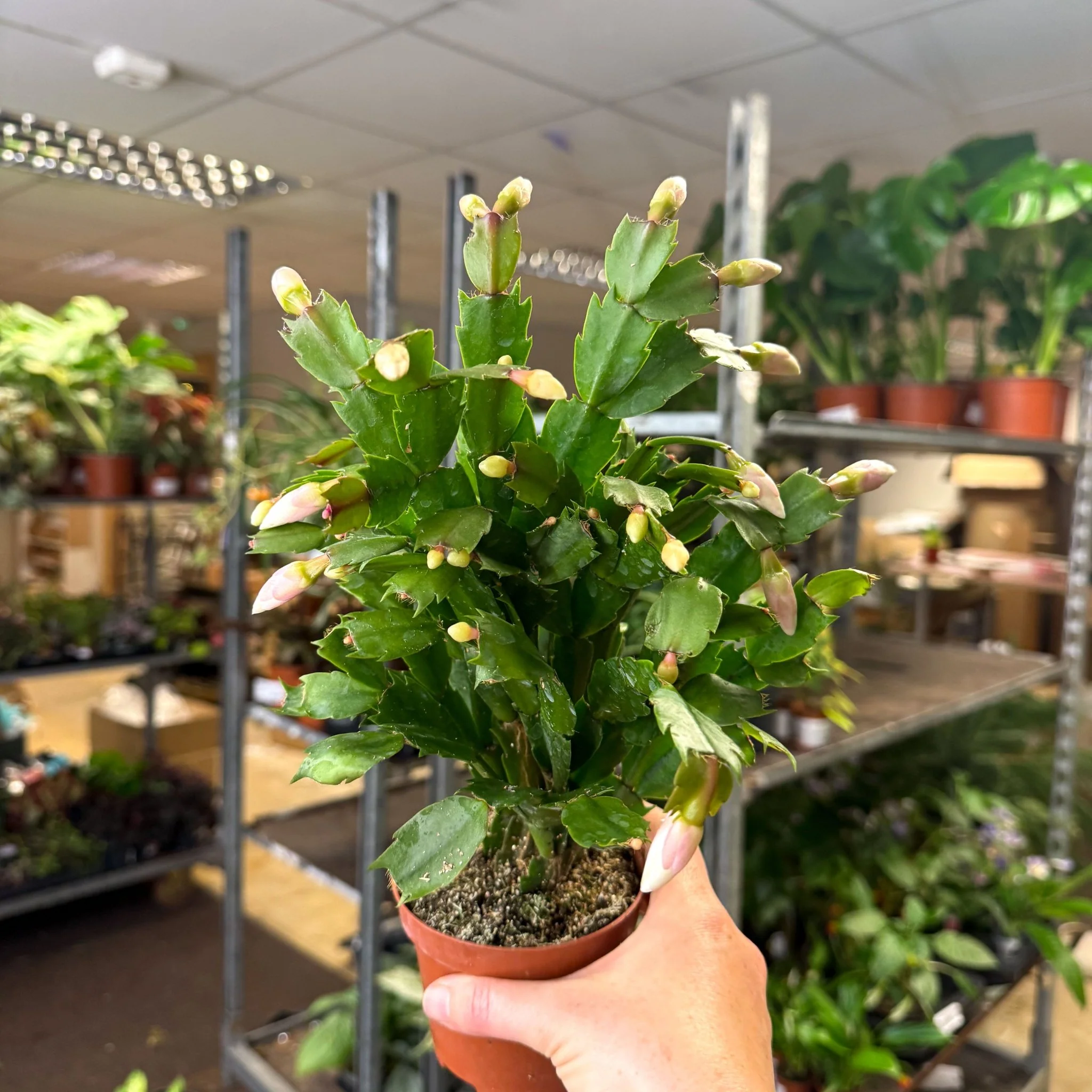 Schlumbergera - White Holiday Cactus - Image 7