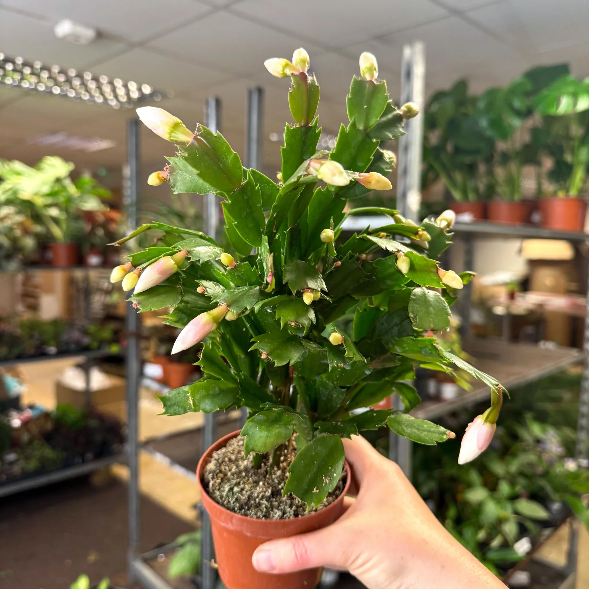 Schlumbergera - White Holiday Cactus - Image 8