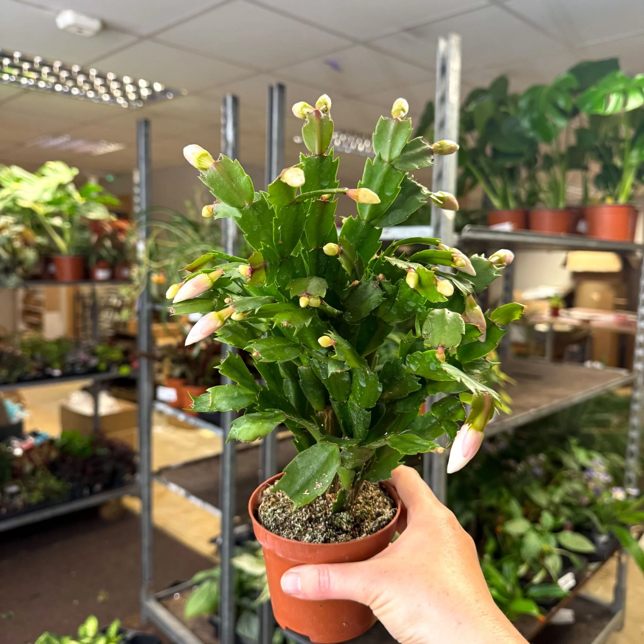 Schlumbergera - White Holiday Cactus - Image 9