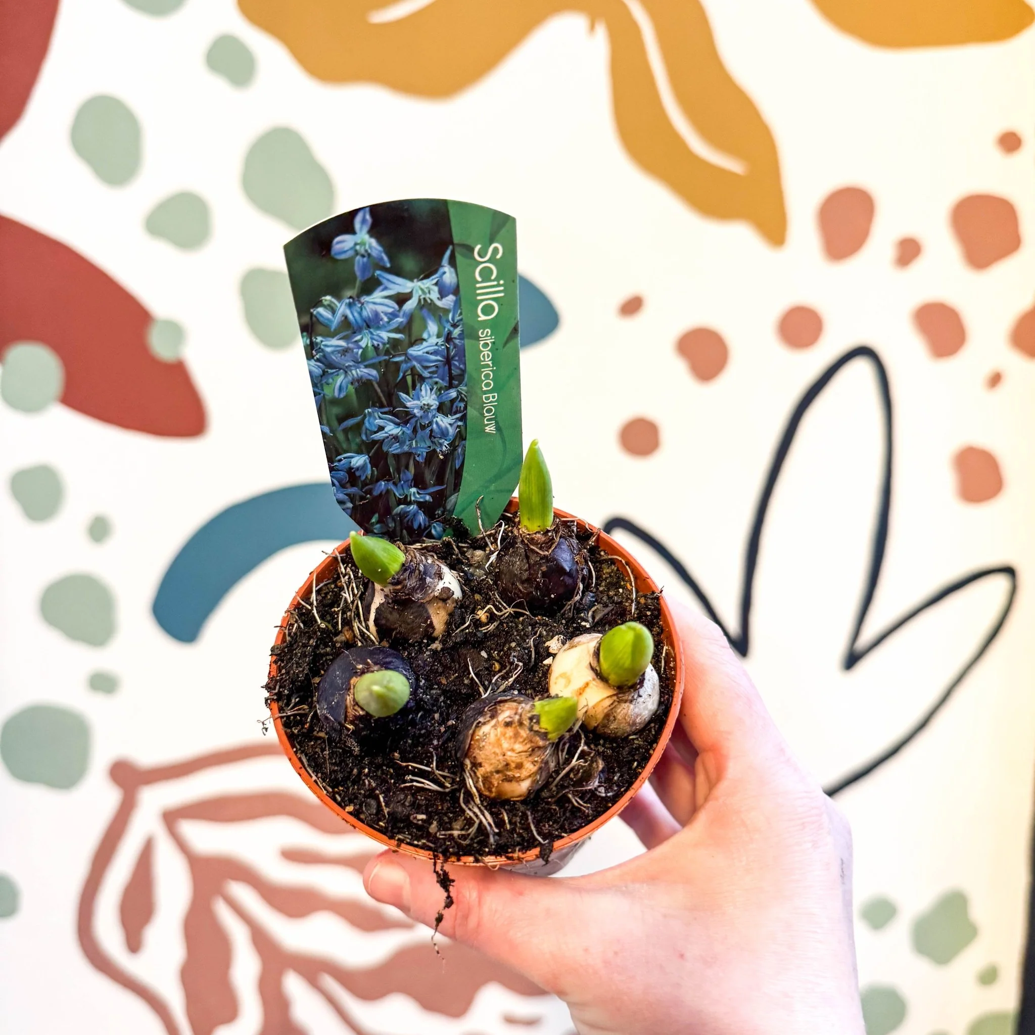 Scilla siberica - Siberian Squill Potted Bulbs - Image 2