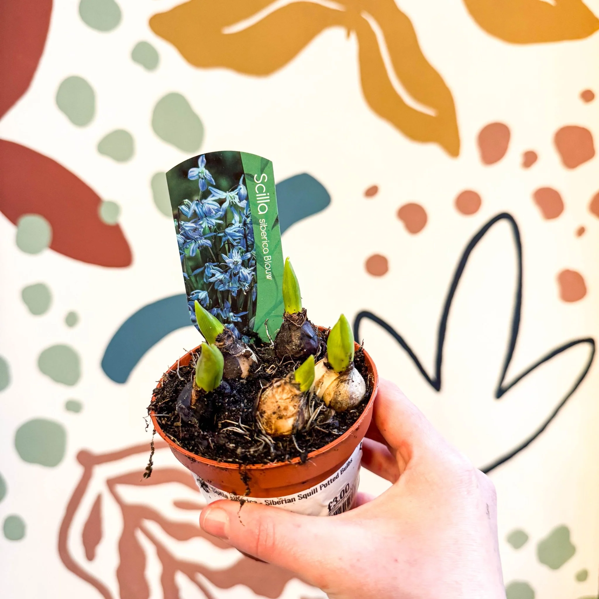 Scilla siberica - Siberian Squill Potted Bulbs - Image 3