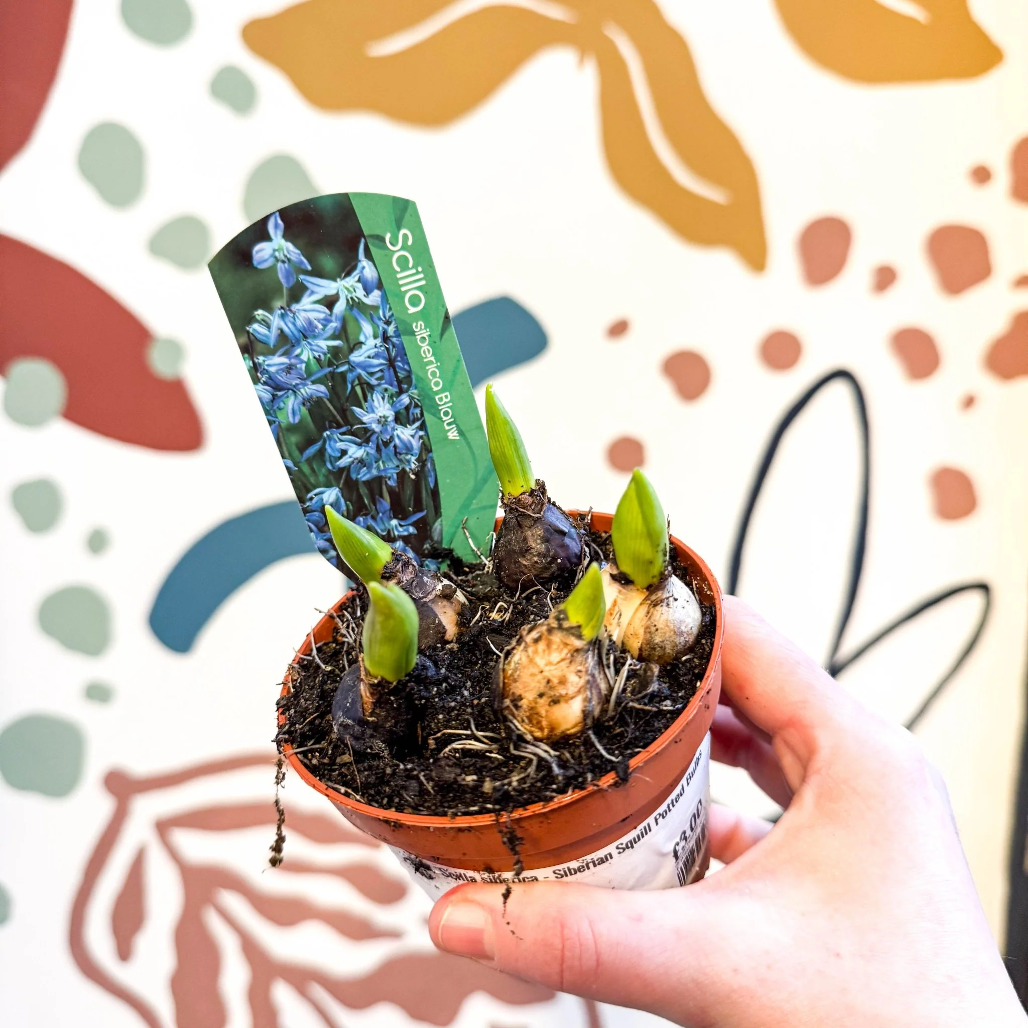 Scilla siberica - Siberian Squill Potted Bulbs - Image 4