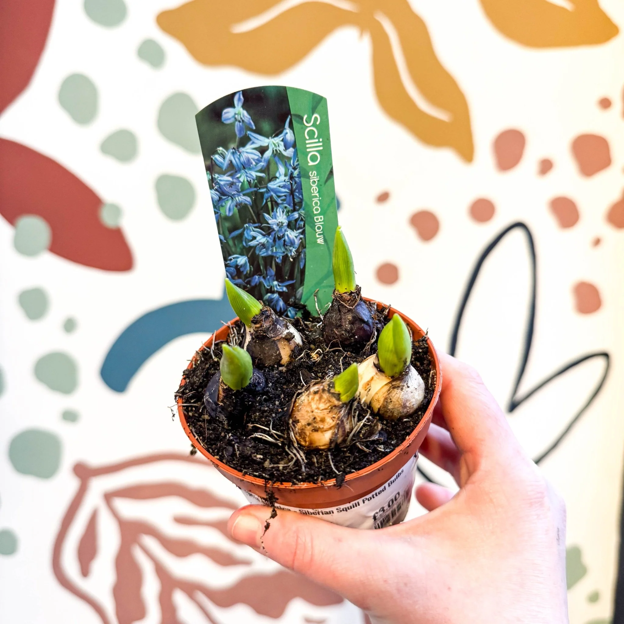 Scilla siberica - Siberian Squill Potted Bulbs - Image 5