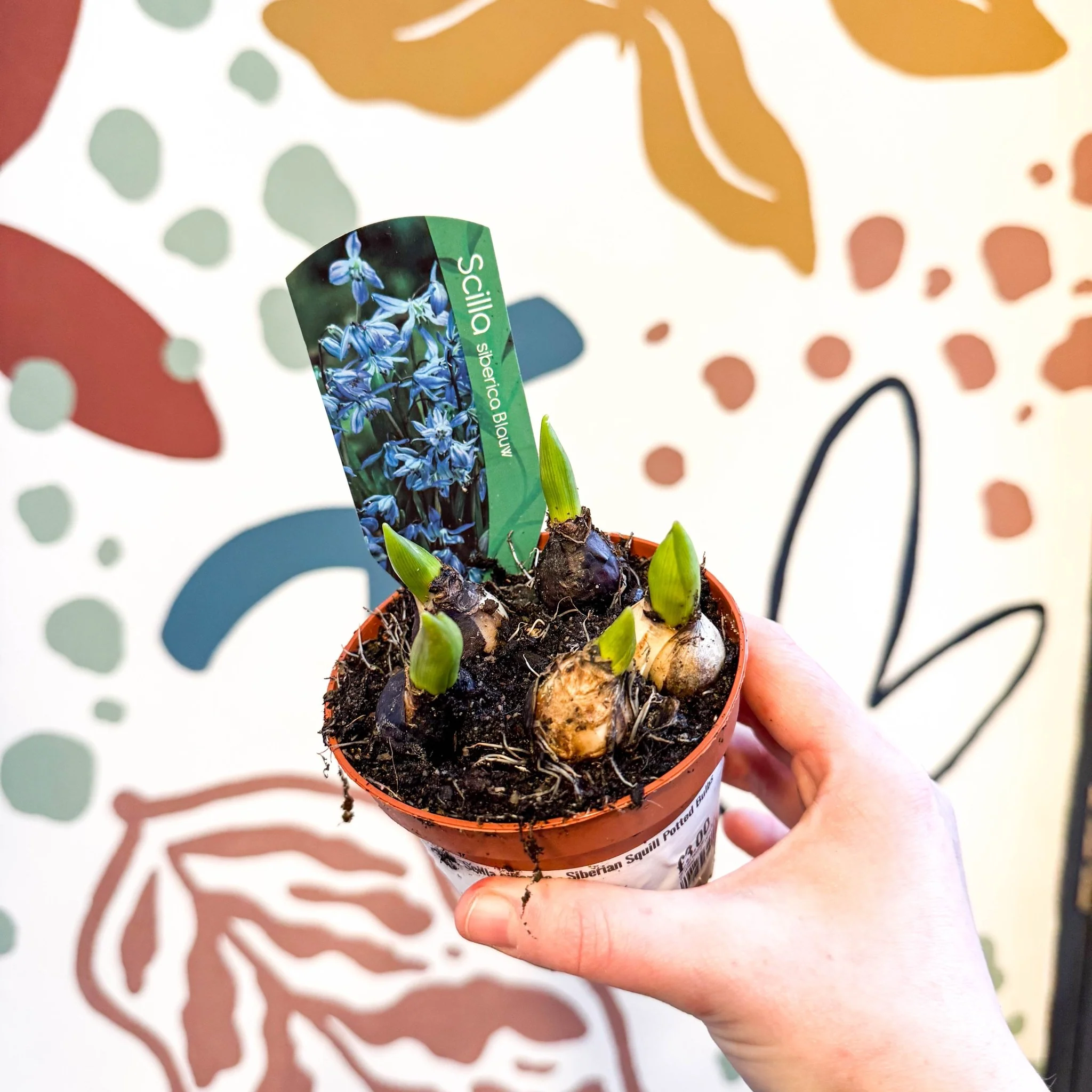 Scilla siberica - Siberian Squill Potted Bulbs - Image 7