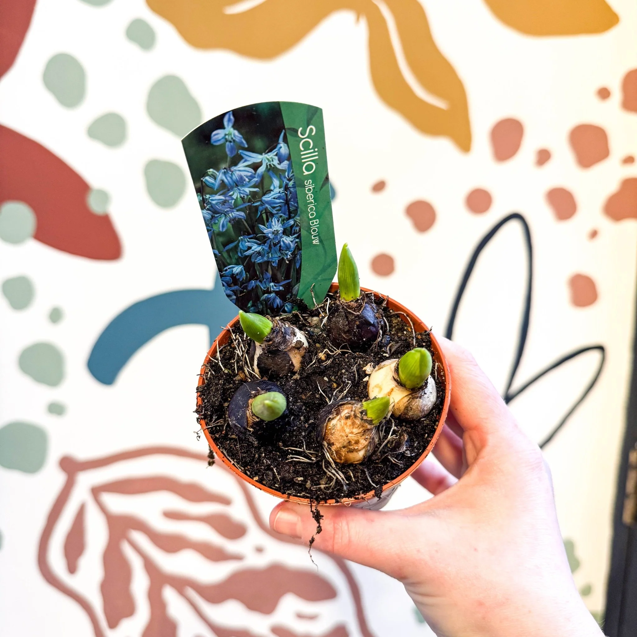 Scilla siberica - Siberian Squill Potted Bulbs - Image 8
