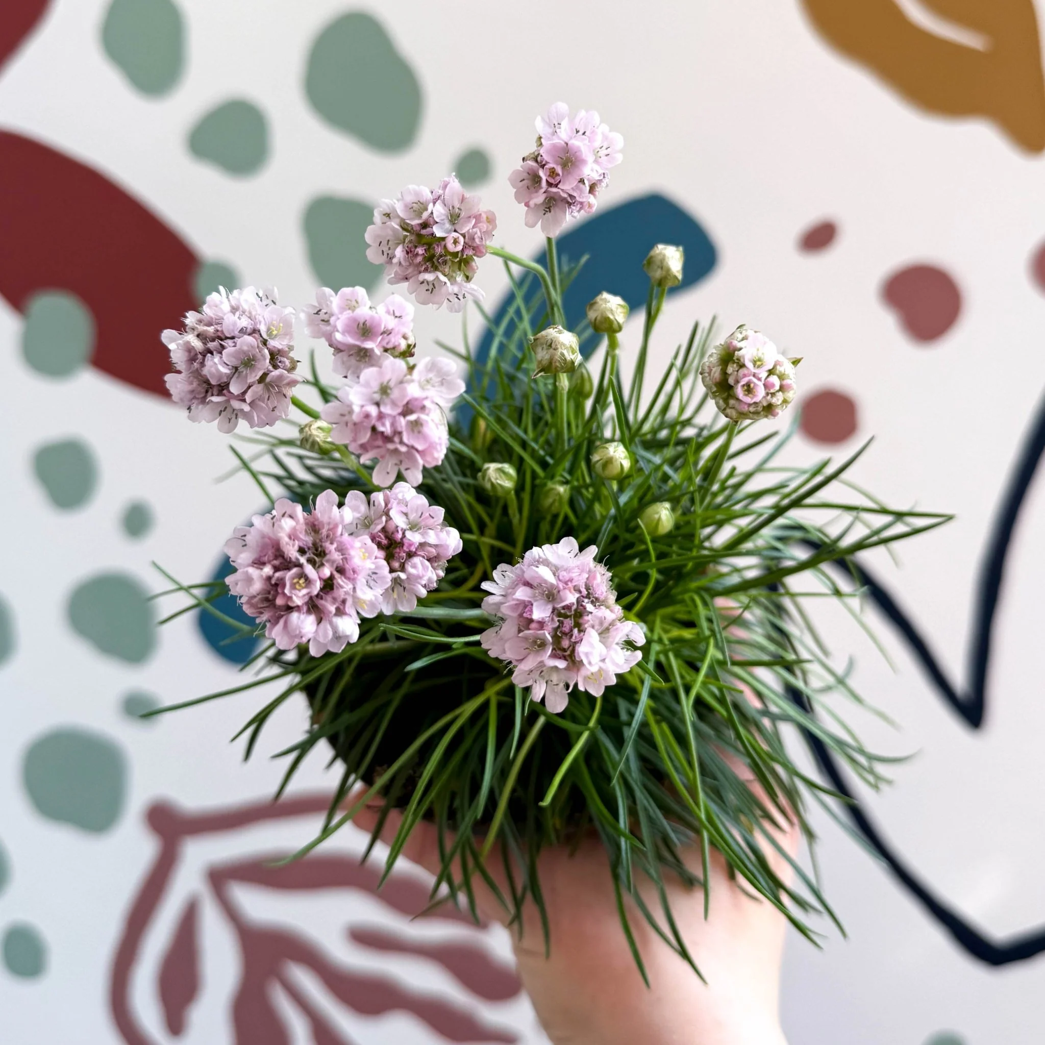 Sea Thrift - Armeria maritima 'Armada Rose'