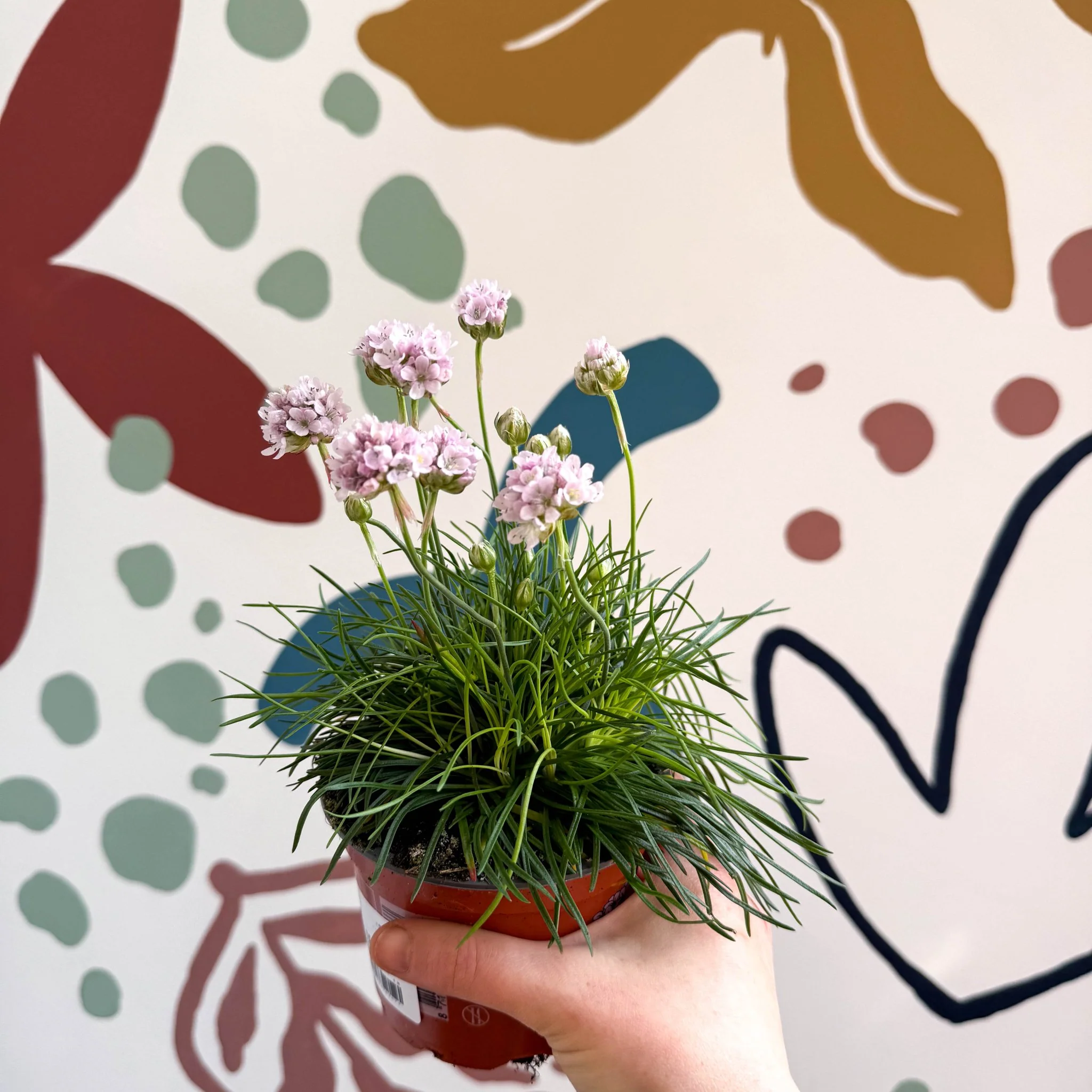 Sea Thrift - Armeria maritima 'Armada Rose' - Image 2