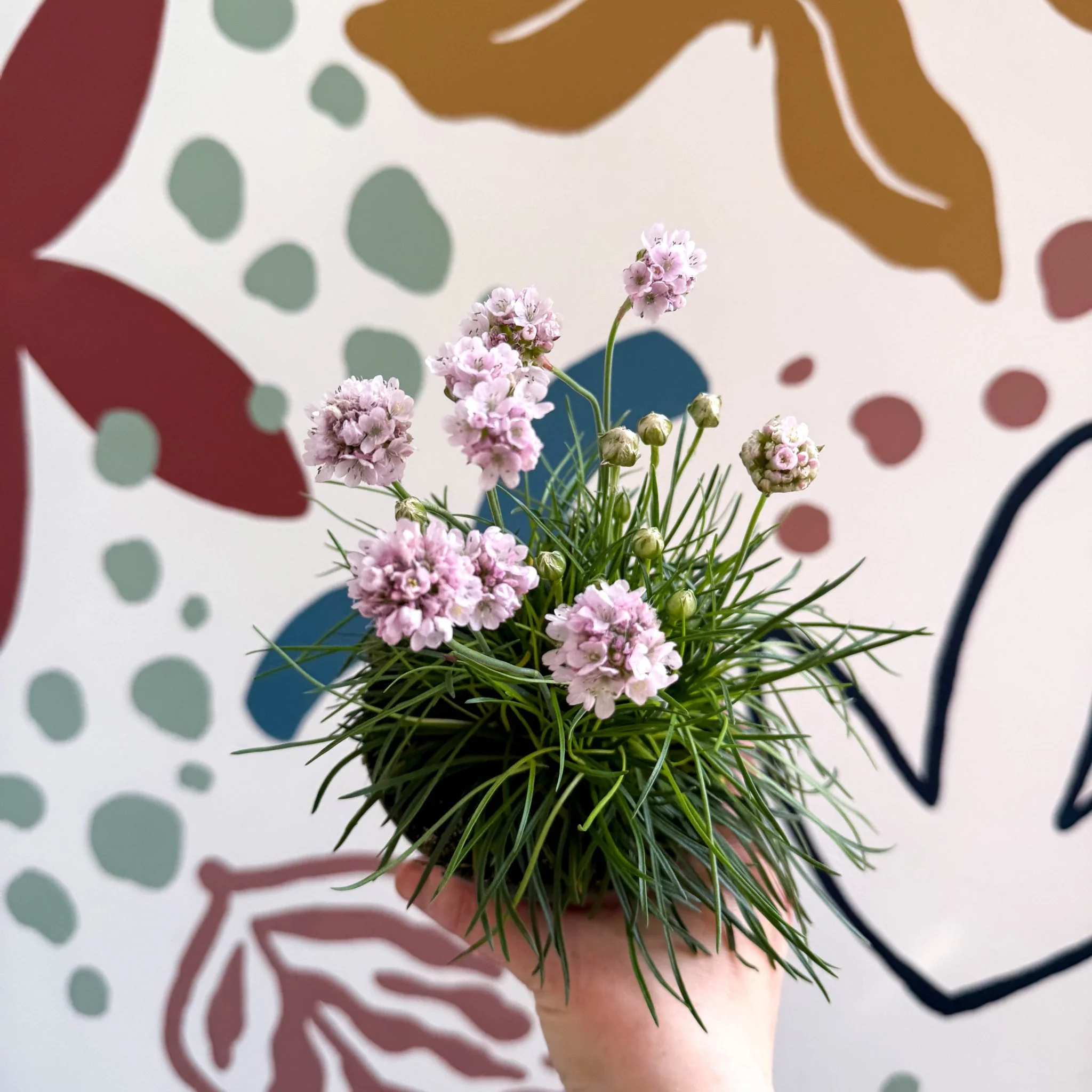 Sea Thrift - Armeria maritima 'Armada Rose' - Image 3