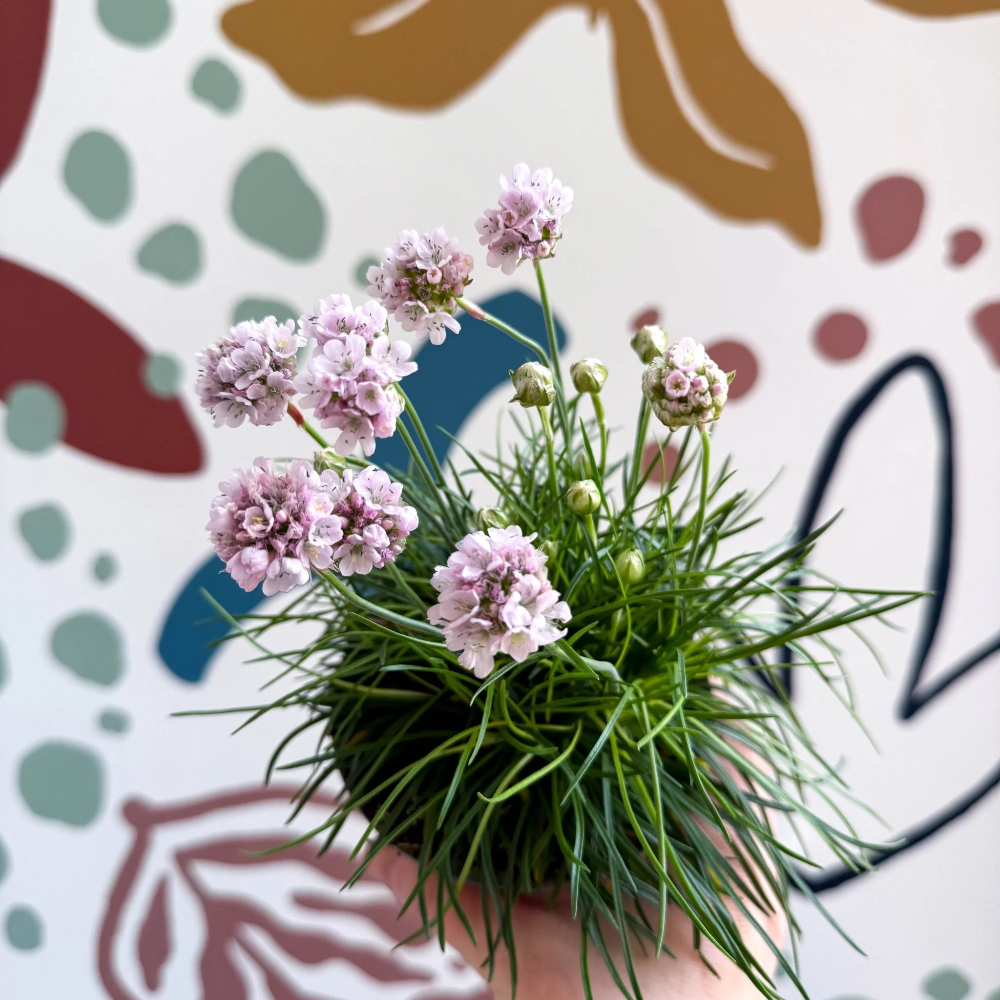 Sea Thrift - Armeria maritima 'Armada Rose' - Image 4
