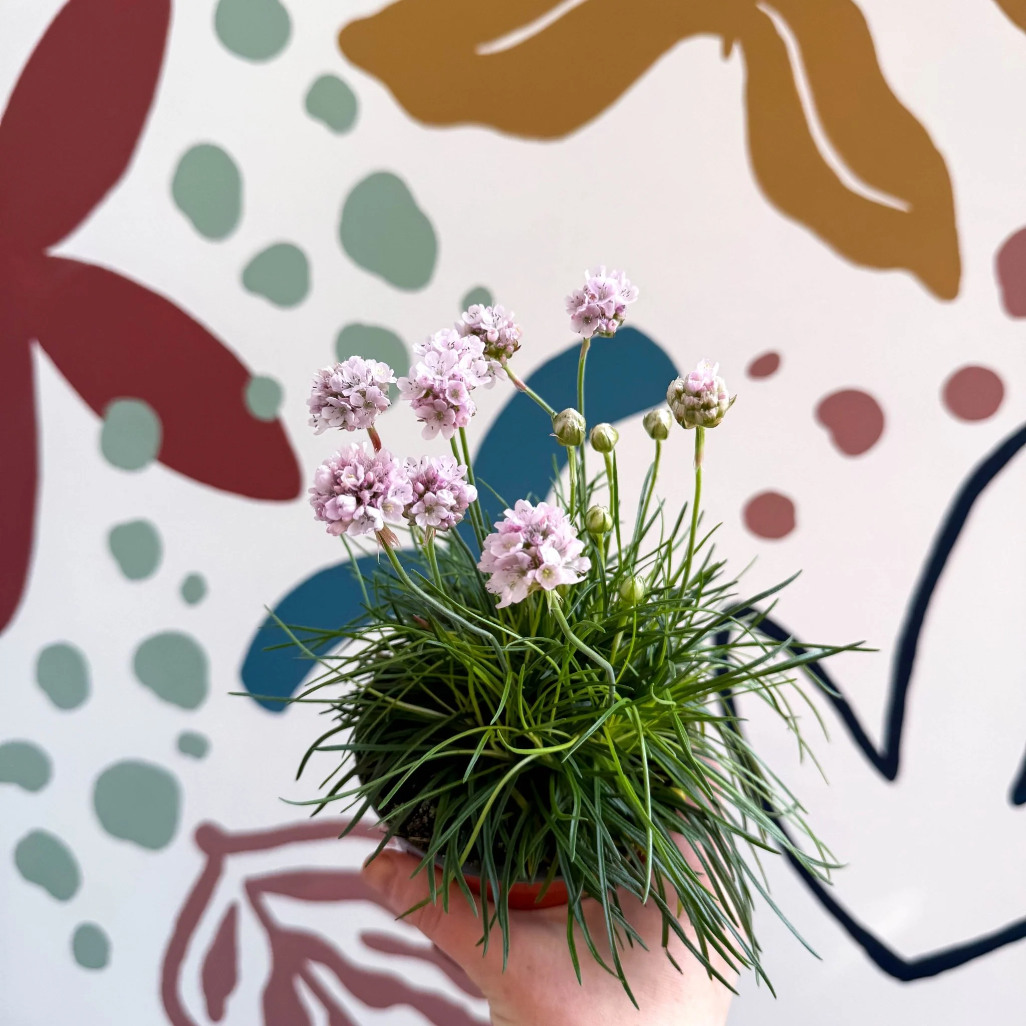Sea Thrift - Armeria maritima 'Armada Rose' - Image 5