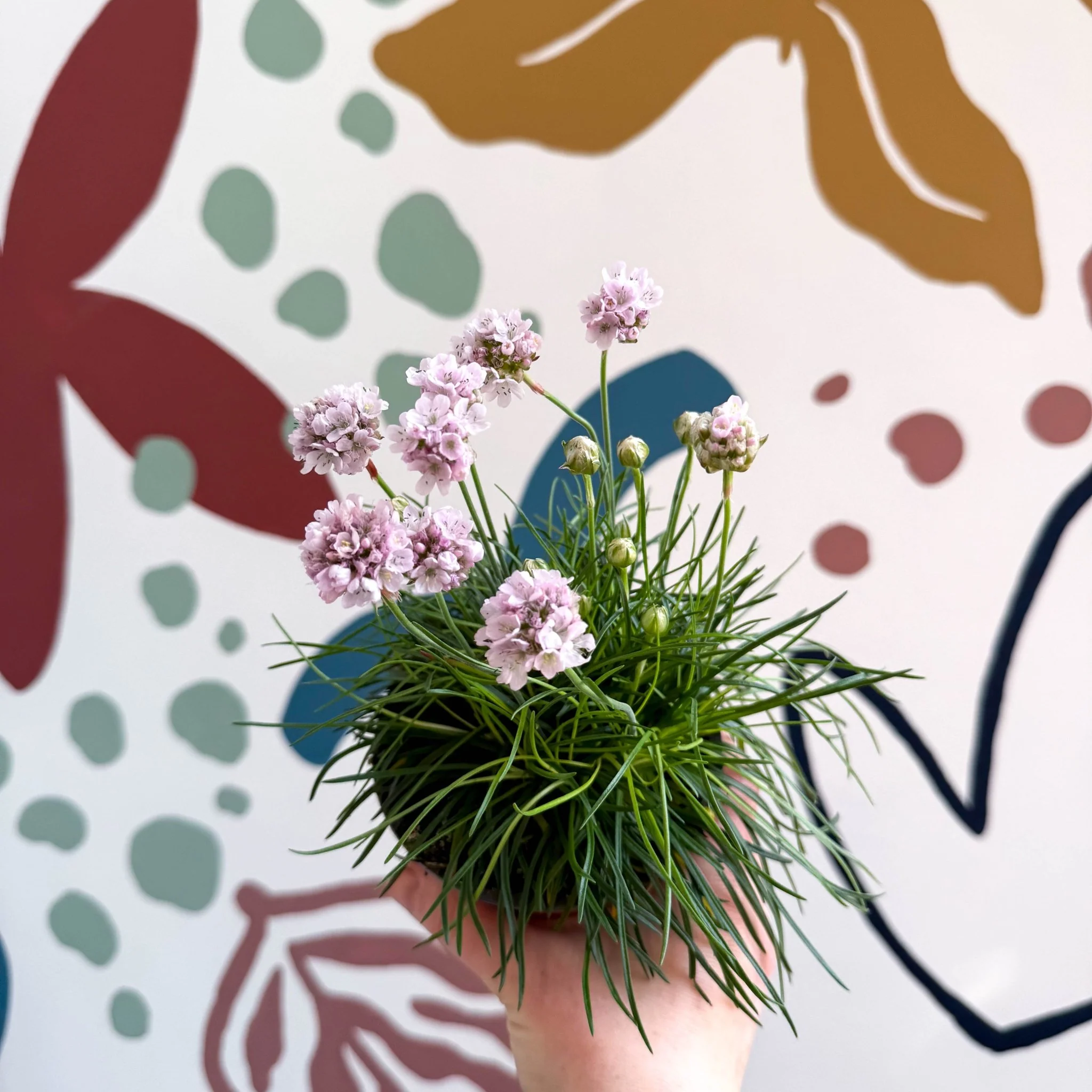 Sea Thrift - Armeria maritima 'Armada Rose' - Image 6