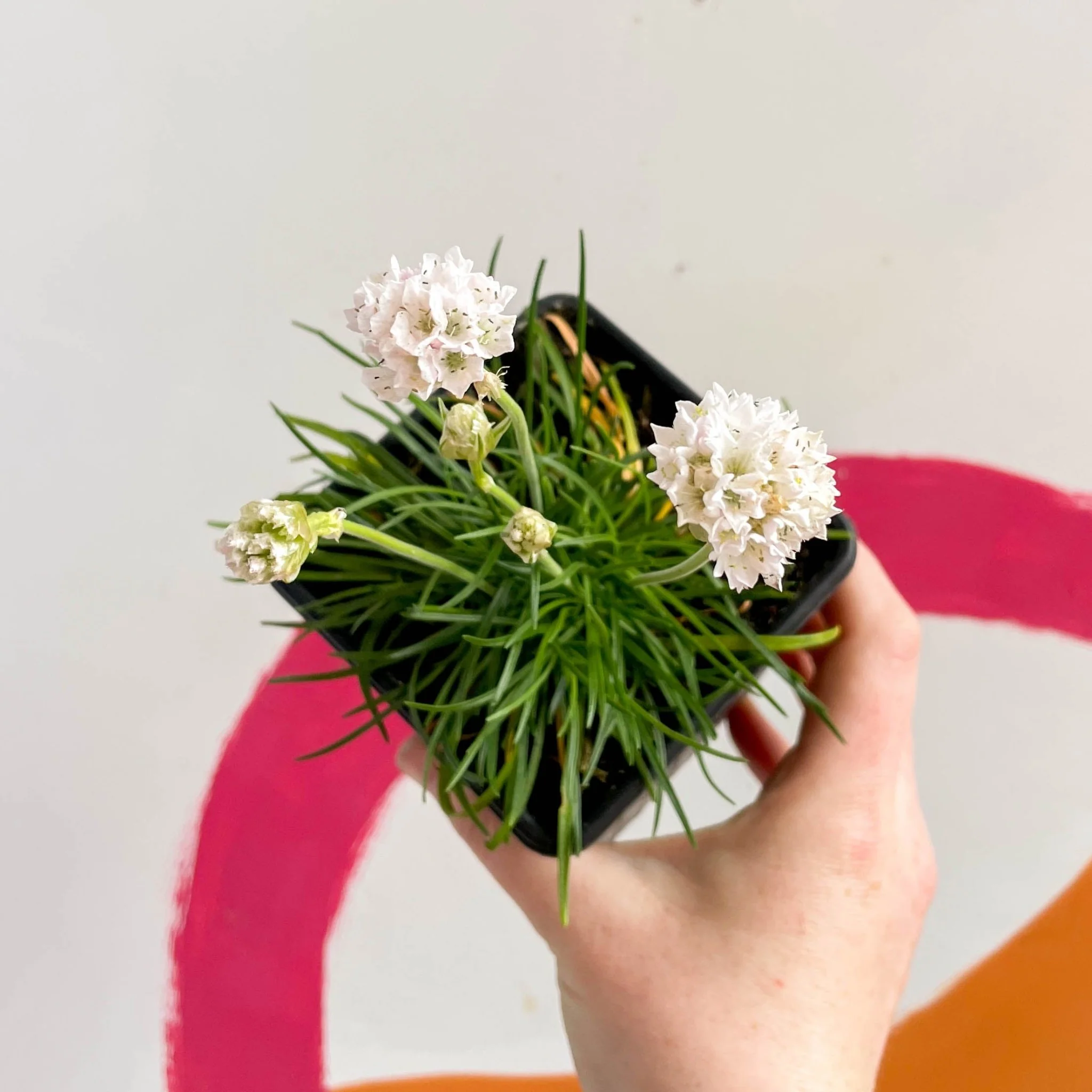 Sea Thrift - Armeria maritima 'Armada White' - British Grown Evergreen Perennial Alpine