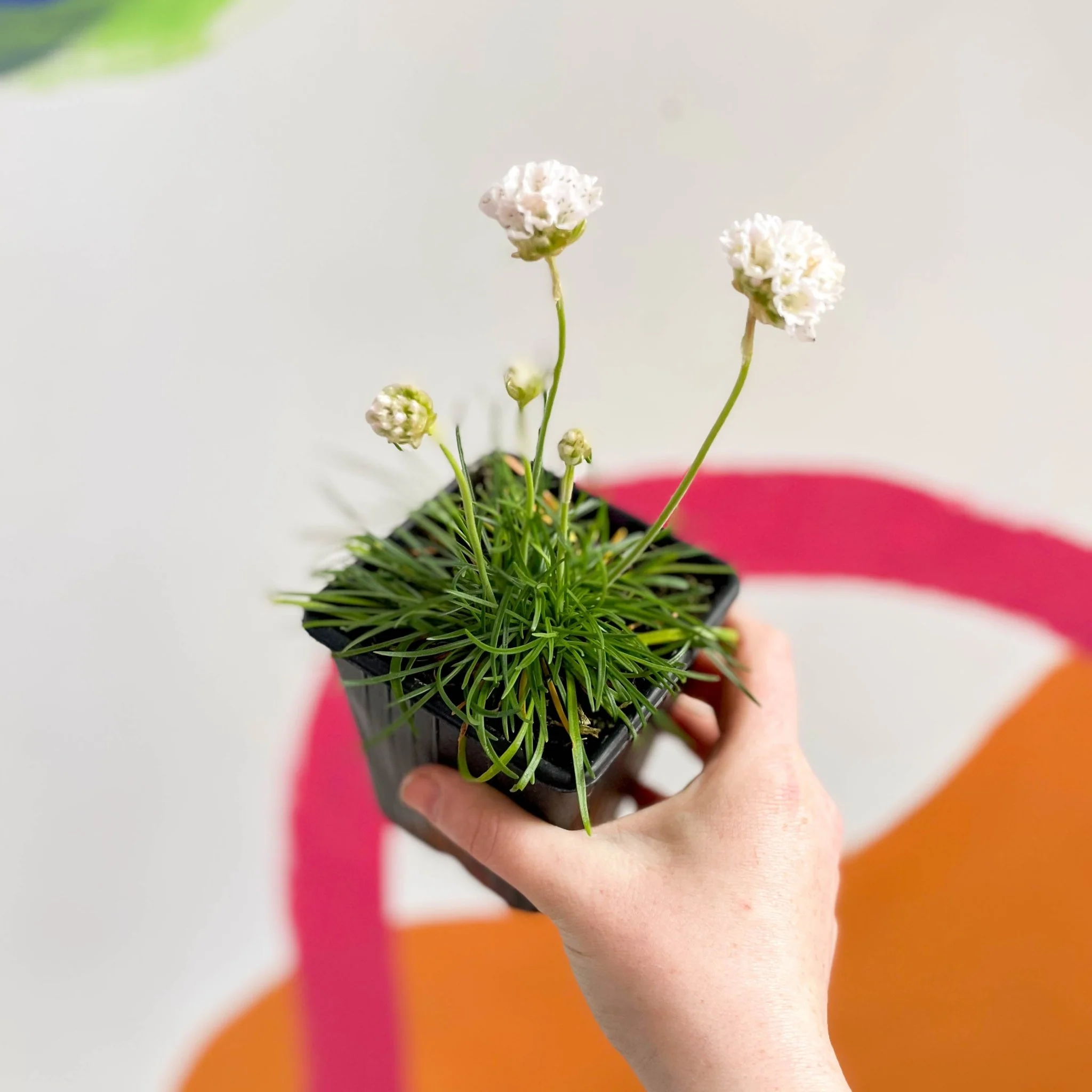 Sea Thrift - Armeria maritima 'Armada White' - British Grown Evergreen Perennial Alpine - Image 2
