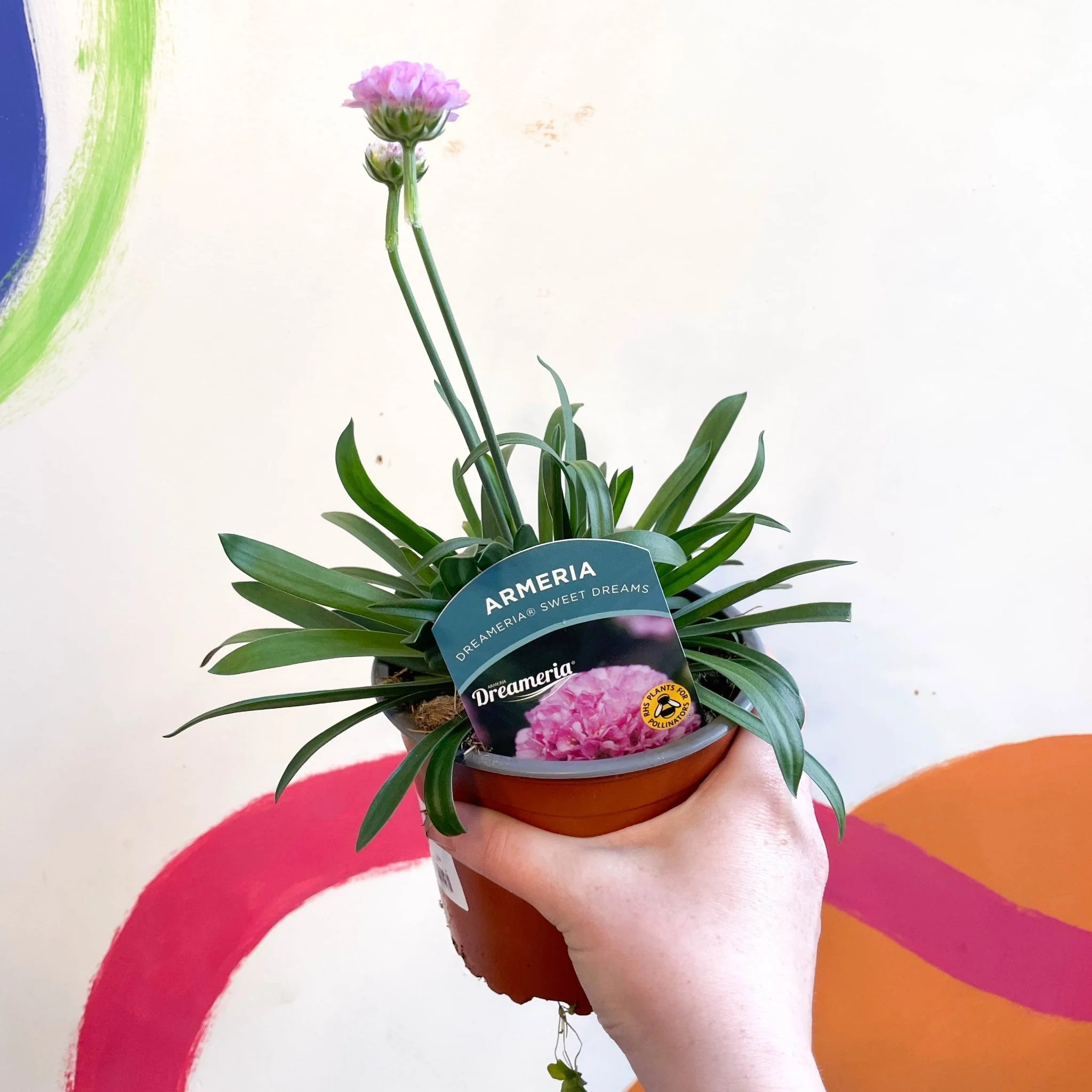 Armeria pseudarmeria 'Sweet Dreams' [British Grown Evergreen Perennial Alpine]