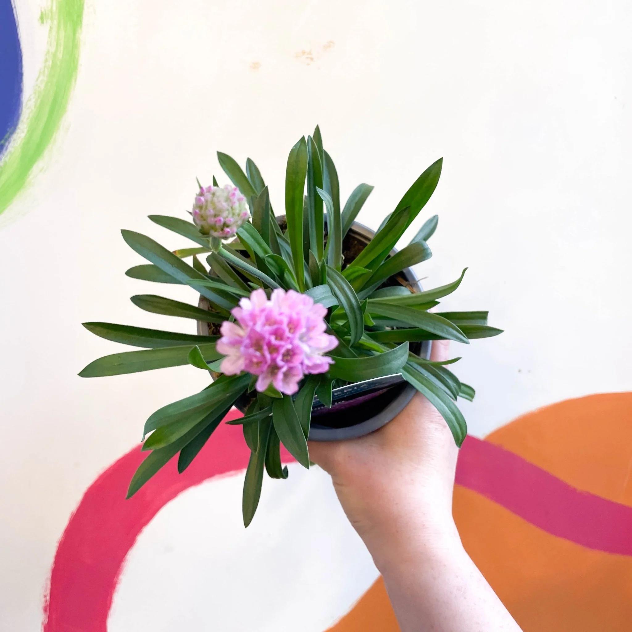 Armeria pseudarmeria 'Sweet Dreams' [British Grown Evergreen Perennial Alpine] - Image 2