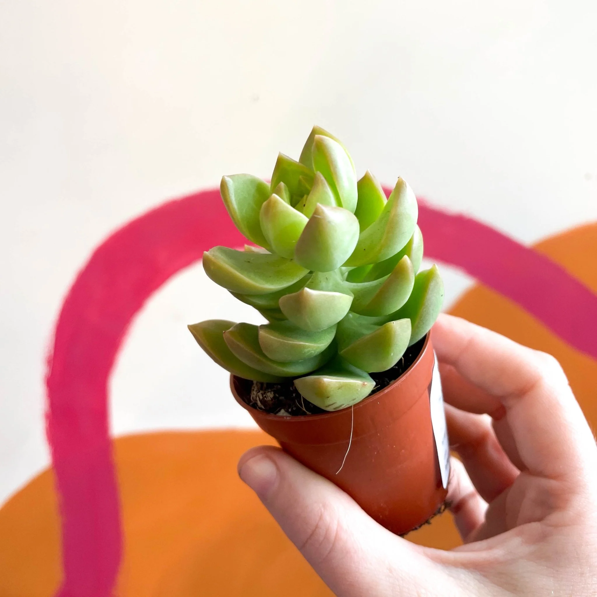 Sedum adolphii - Stonecrop
