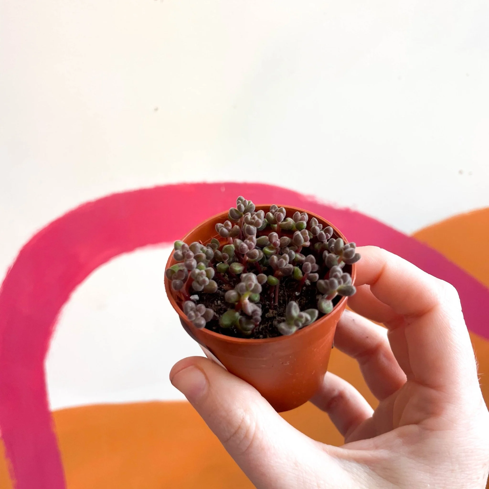 Sedum rubrotinctum - Jelly Bean Plant - Dark Purple - Image 2
