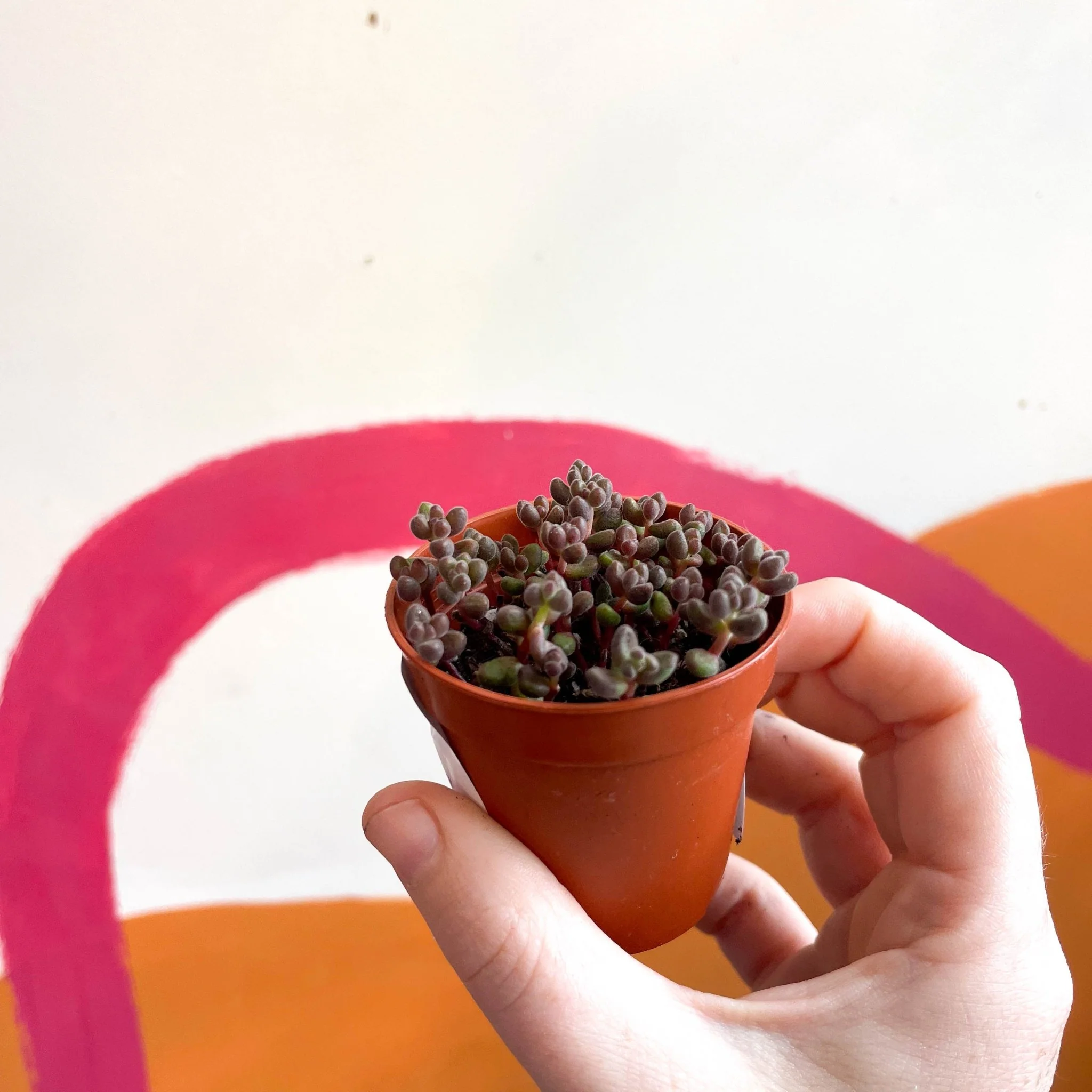 Sedum rubrotinctum - Jelly Bean Plant - Dark Purple - Image 3