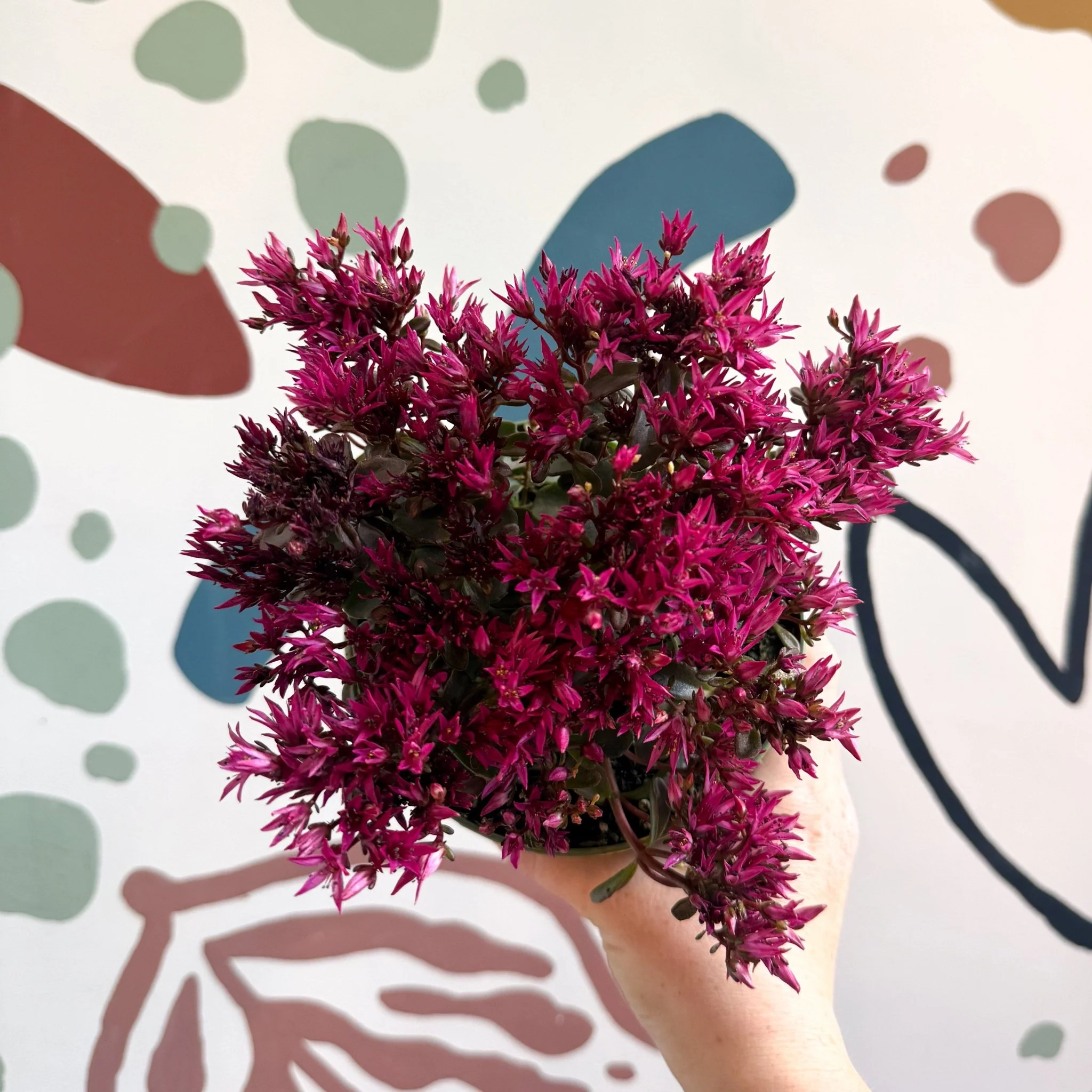Sedum spurium 'Spot On Deep Rose'