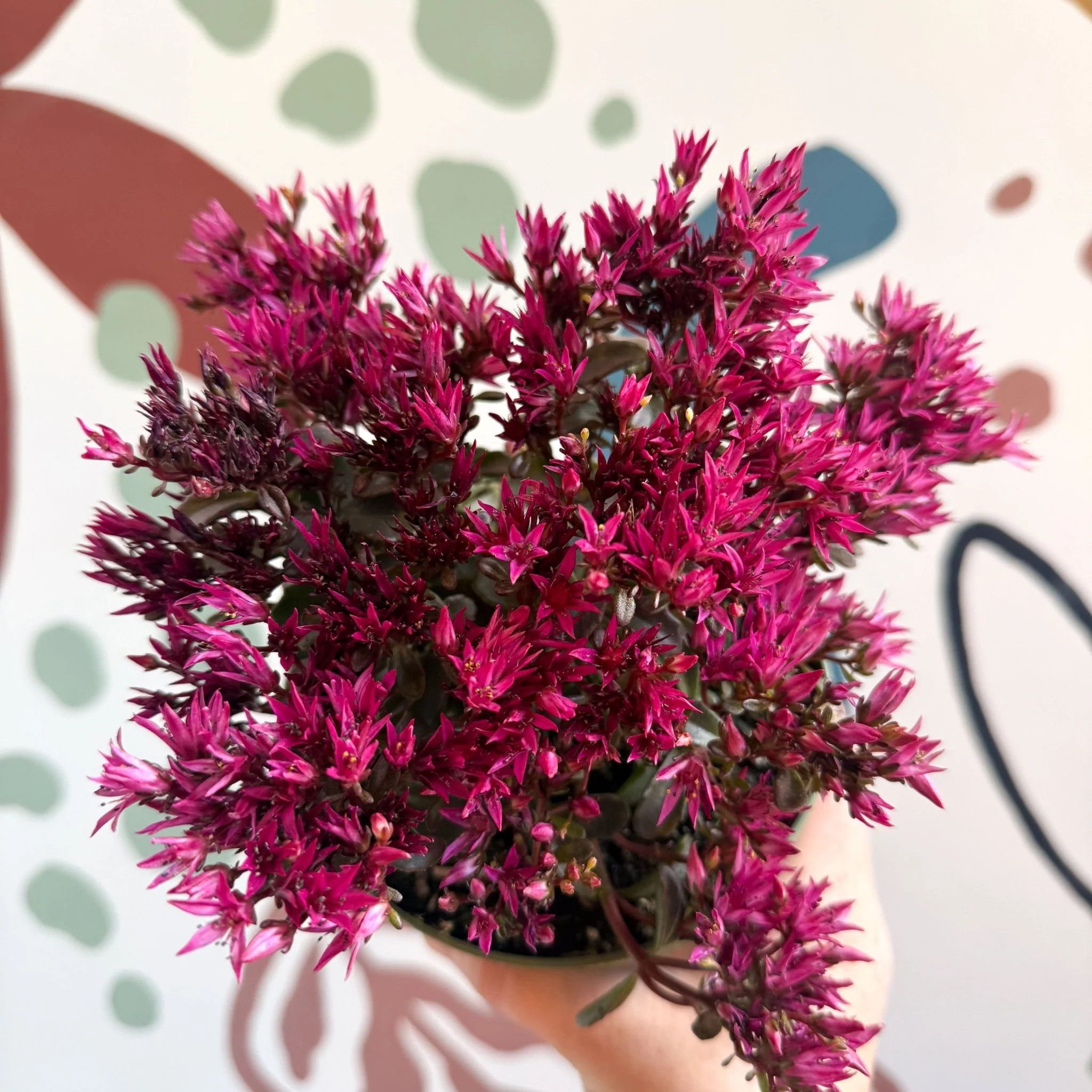 Sedum spurium 'Spot On Deep Rose' - Image 10