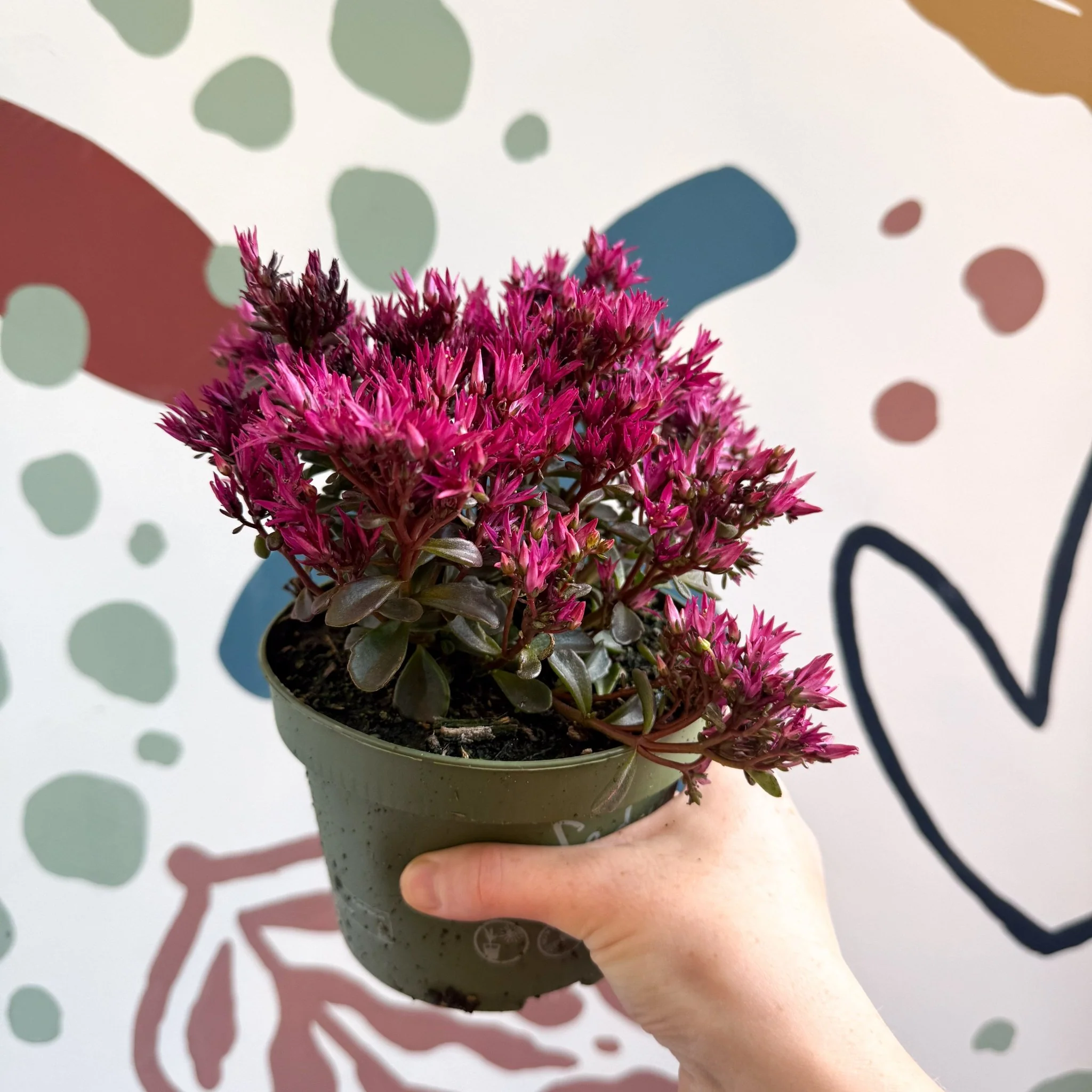 Sedum spurium 'Spot On Deep Rose' - Image 11