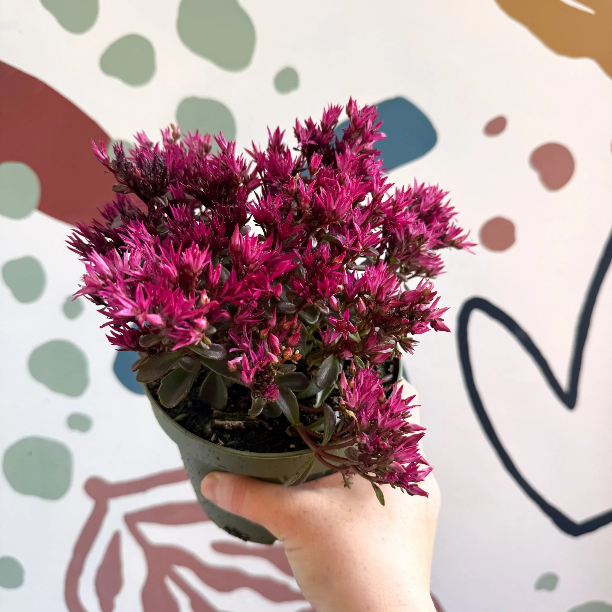 Sedum spurium 'Spot On Deep Rose' - Image 12