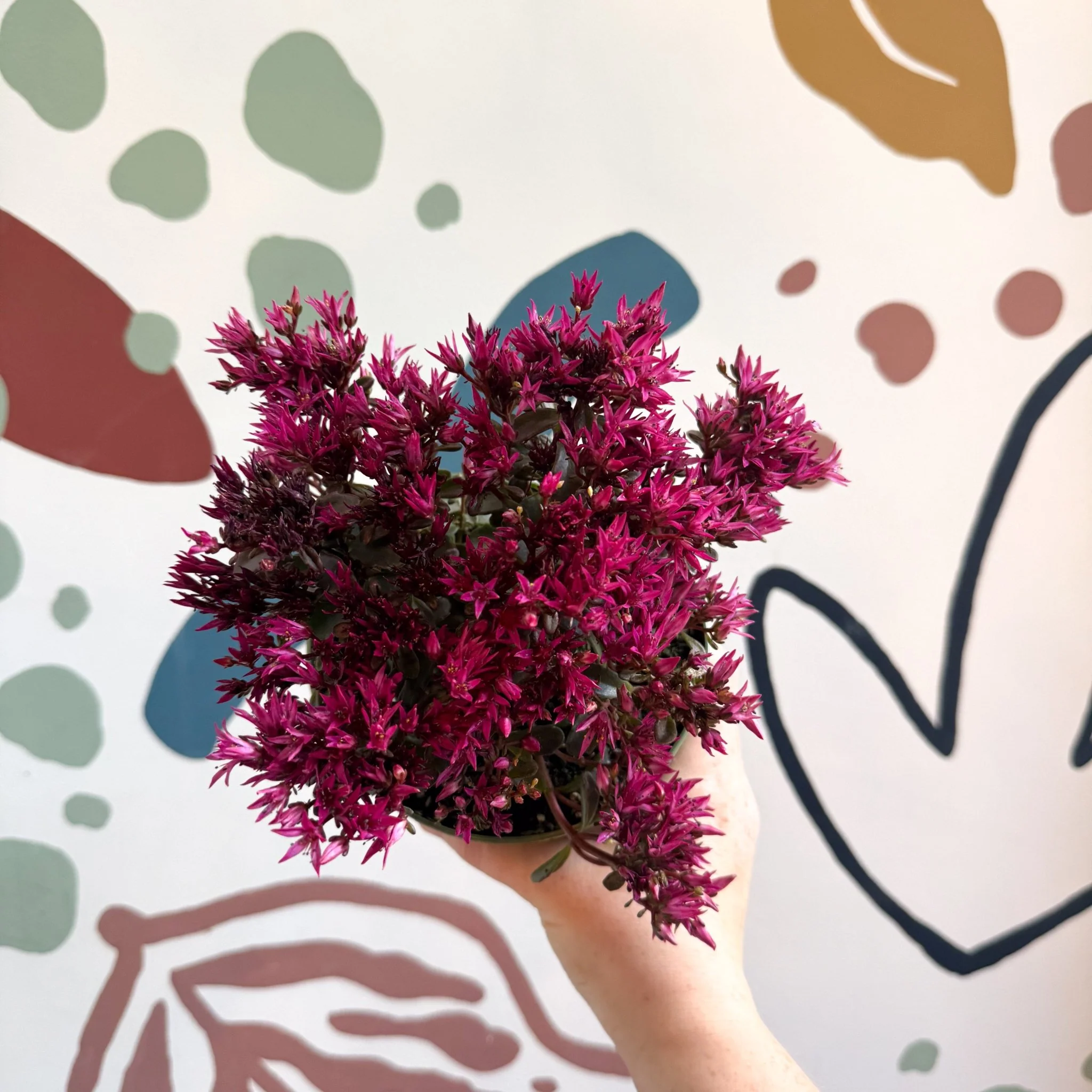 Sedum spurium 'Spot On Deep Rose' - Image 2